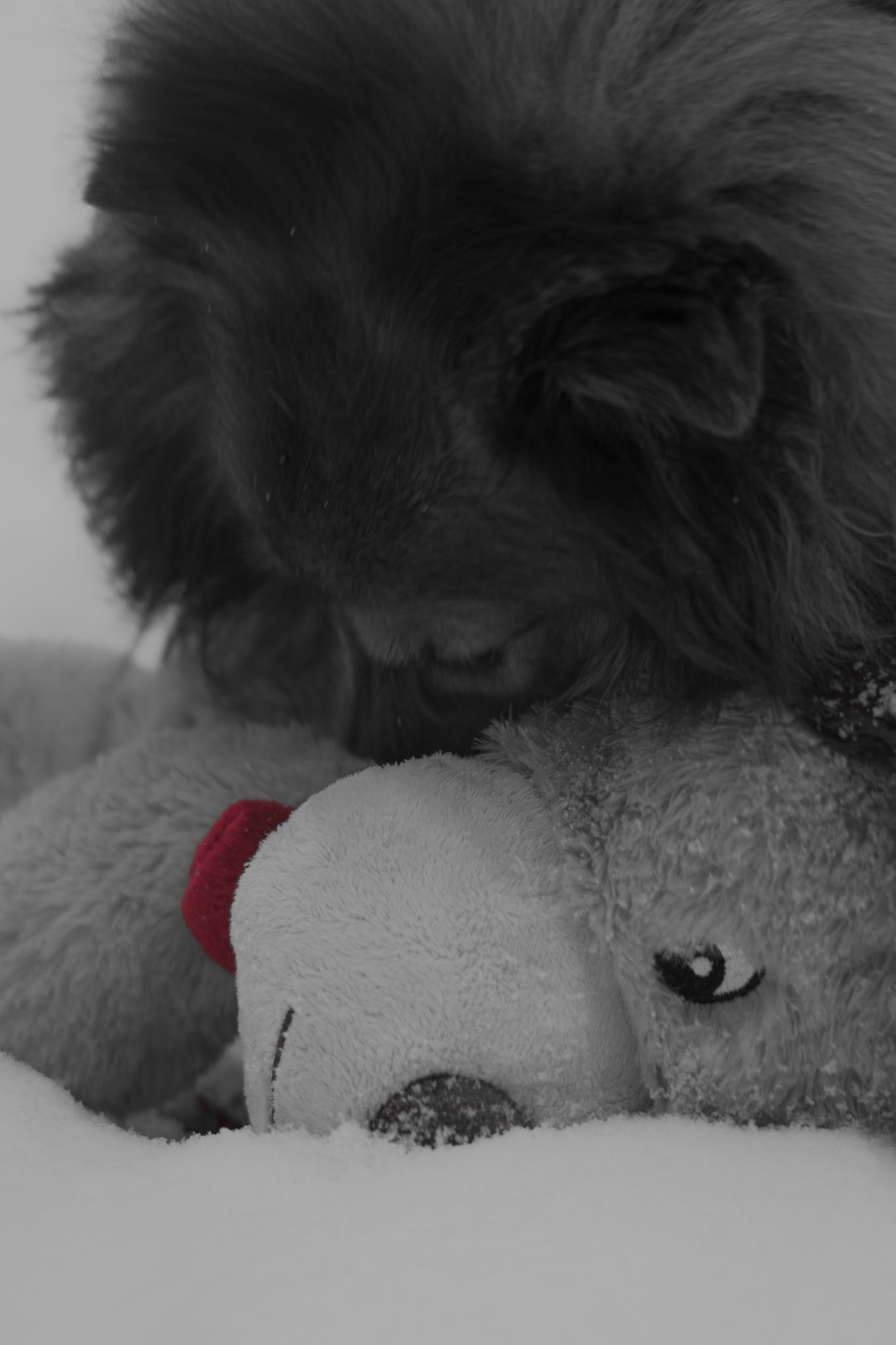 Fetching Photo. Shot with: Nikon D5200 + Vivitar 85-205mm.