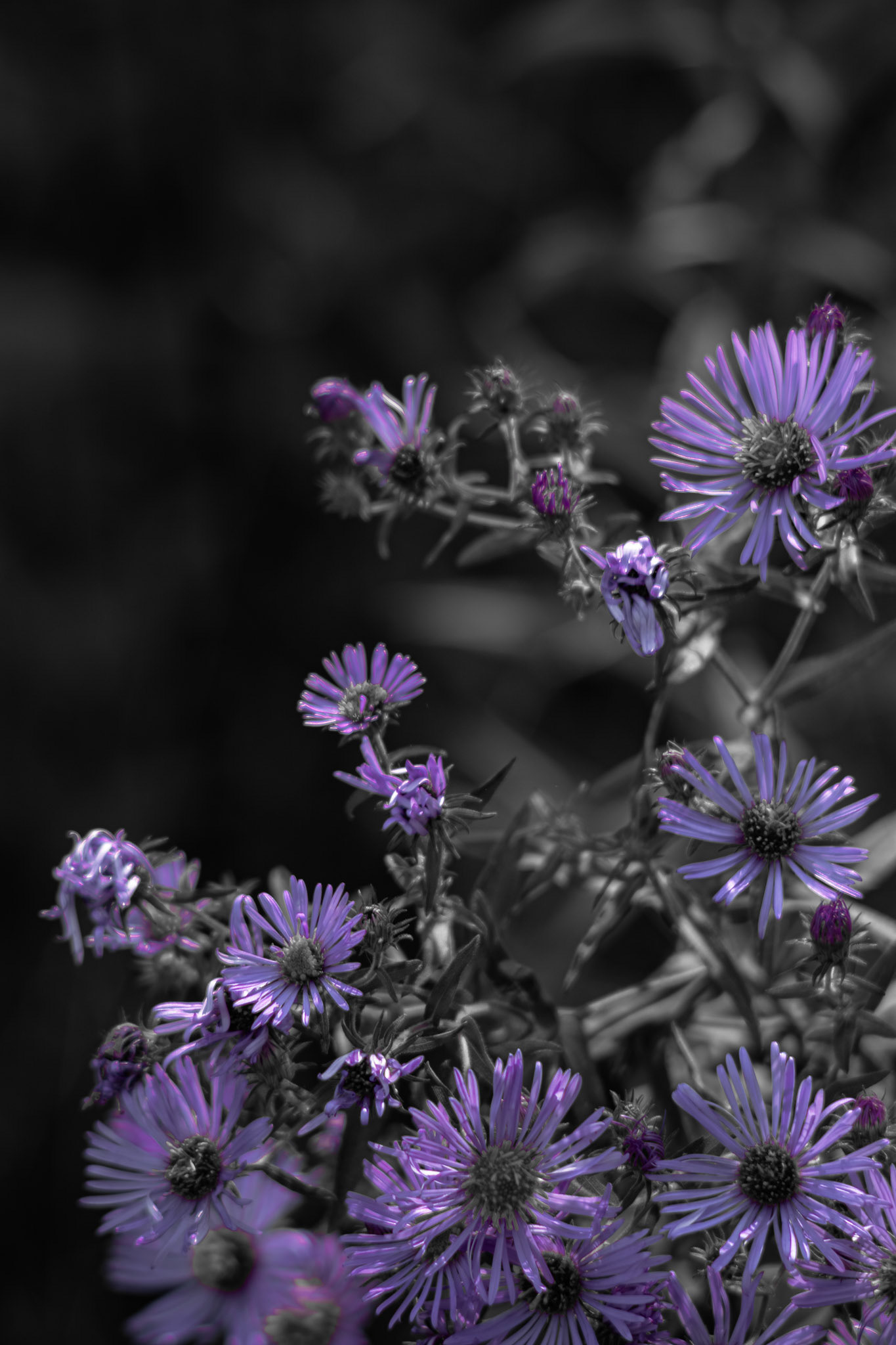 Shot with: Nikon D5200 + Vivitar 85-205mm.