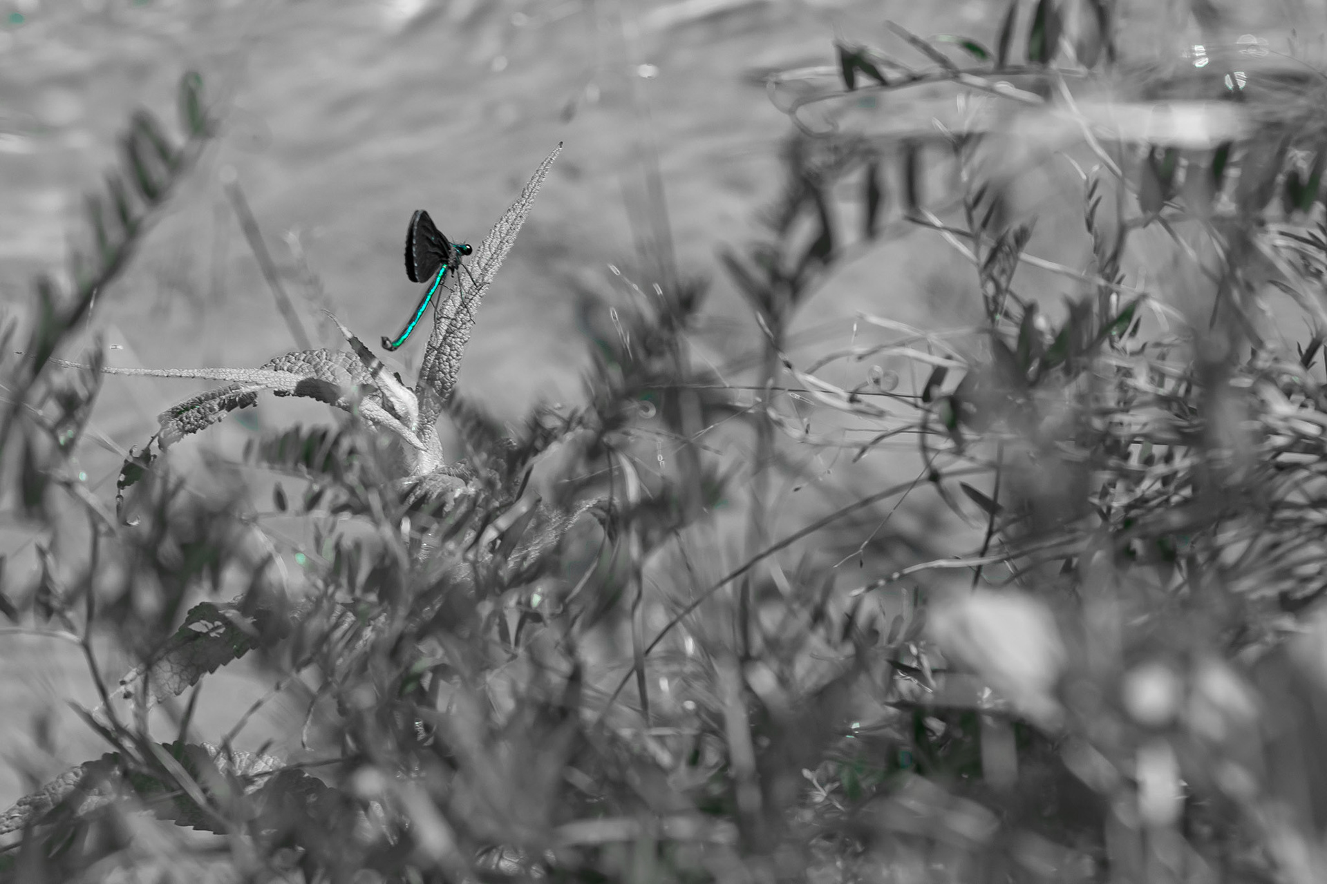 Lucky Click - Teal Pop; Shot with: Nikon D5200 + Sigma 70-300mm.