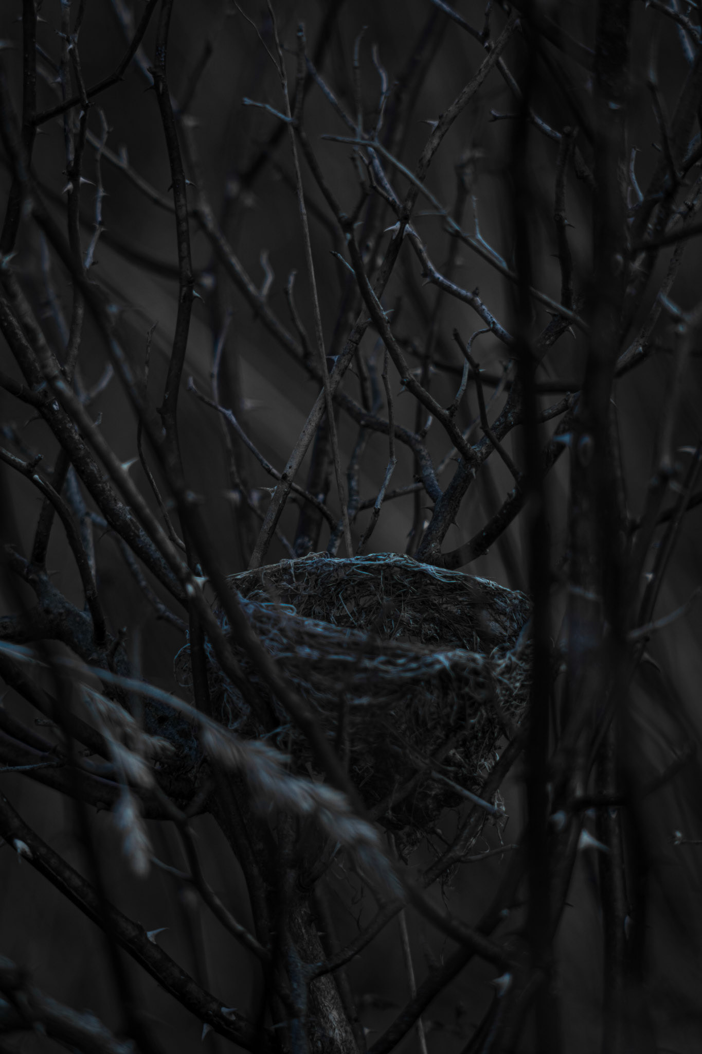 Shot with: Nikon D5200 + Vivitar 85-205mm3.8f.