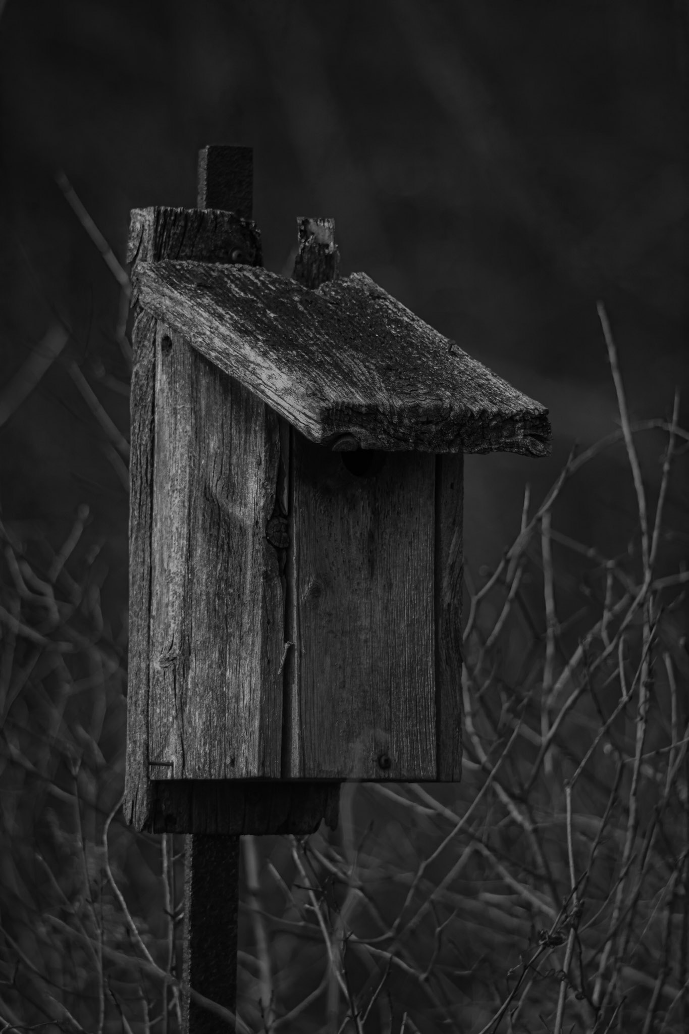 Shot with: Nikon D5200 + Vivitar 85-205mm3.8f.