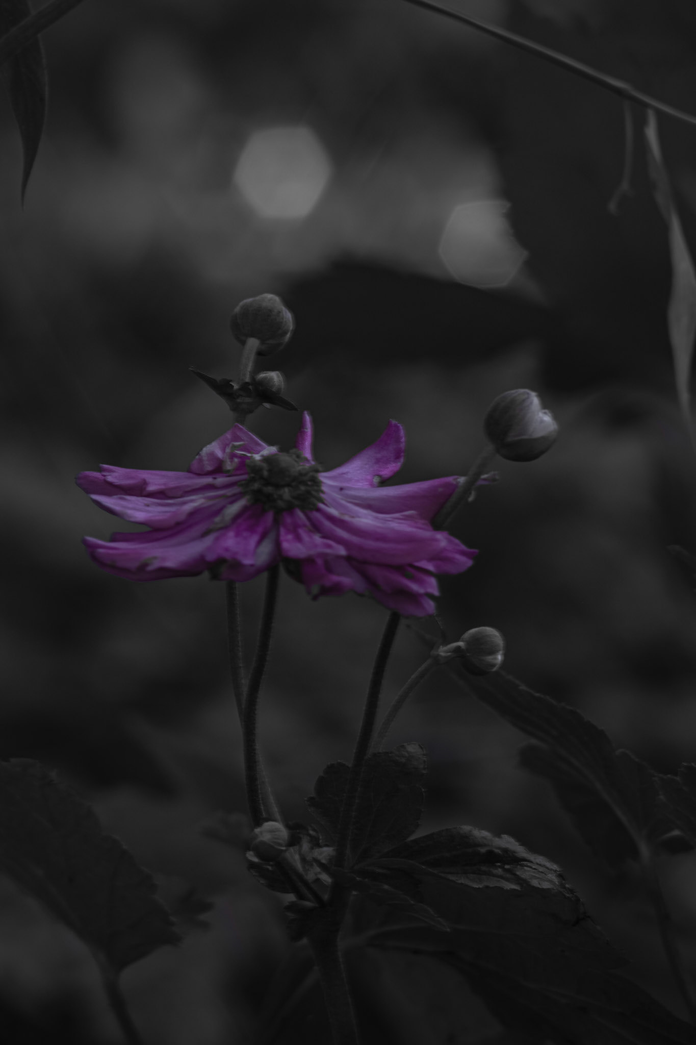 Shot with: Nikon D5200 + Vivitar 85-205mm.