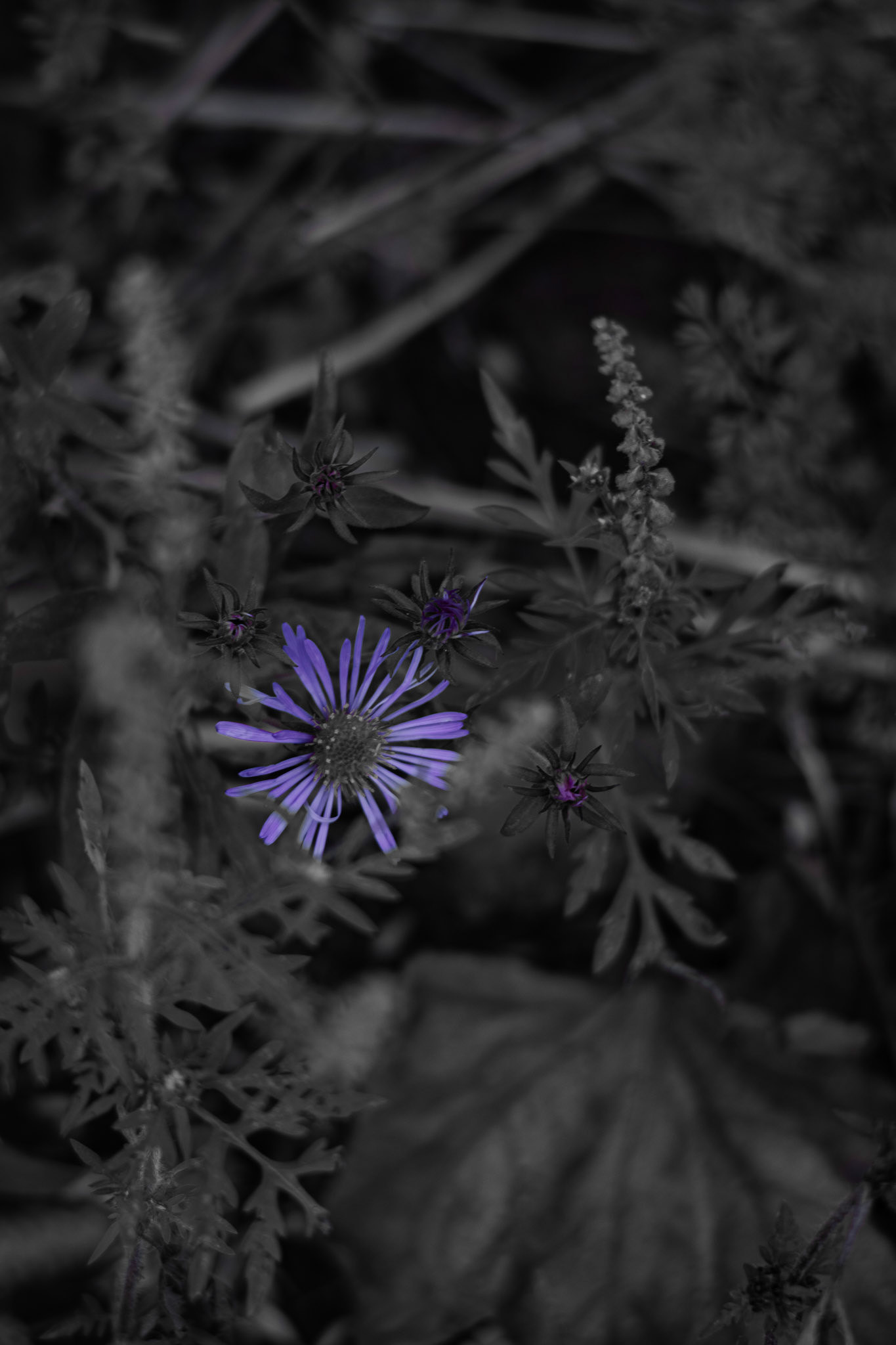 Shot with: Nikon D5200 + Vivitar 85-205mm.