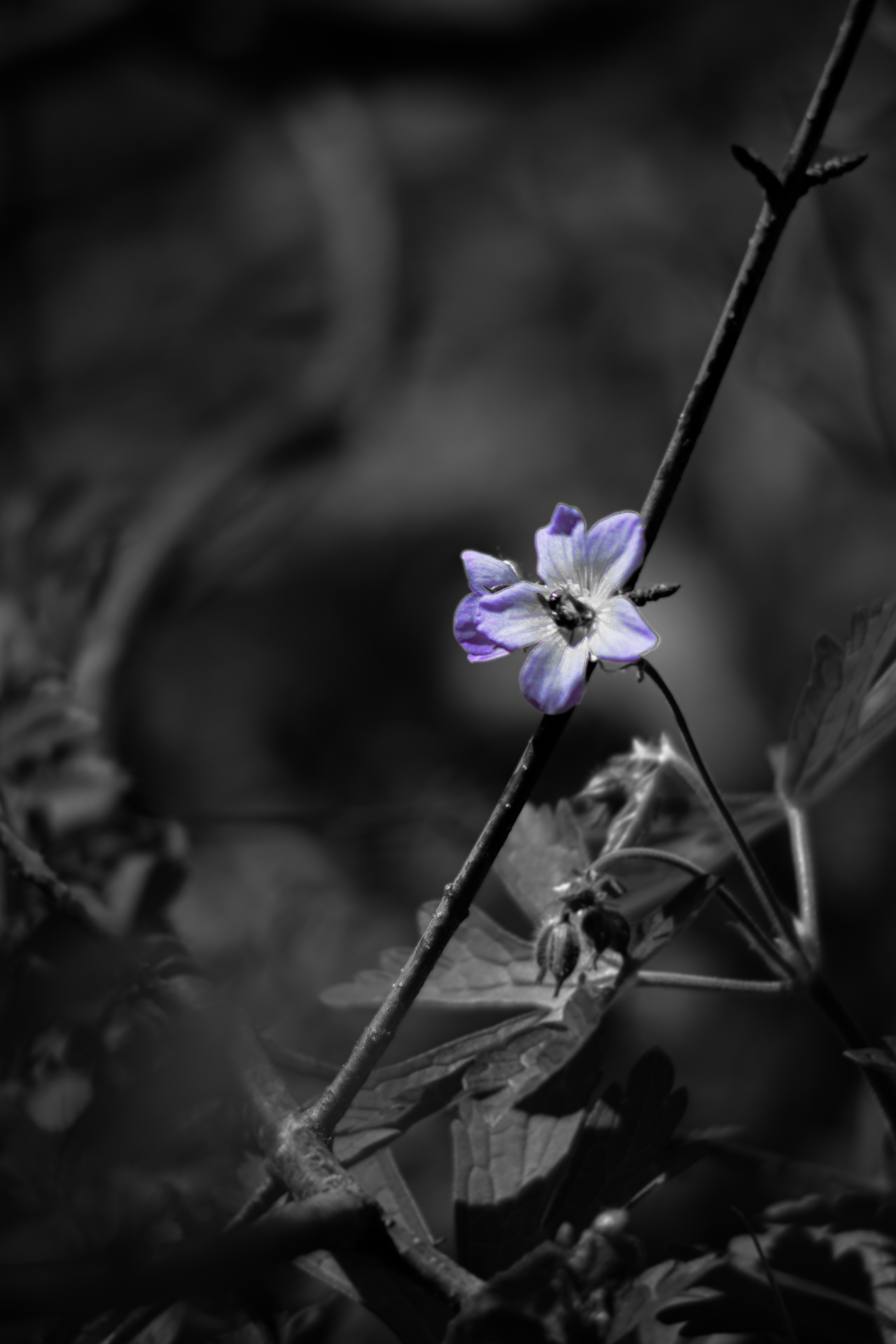 Shot with: Nikon D5200 + Vivitar 85-205mm3.8f.