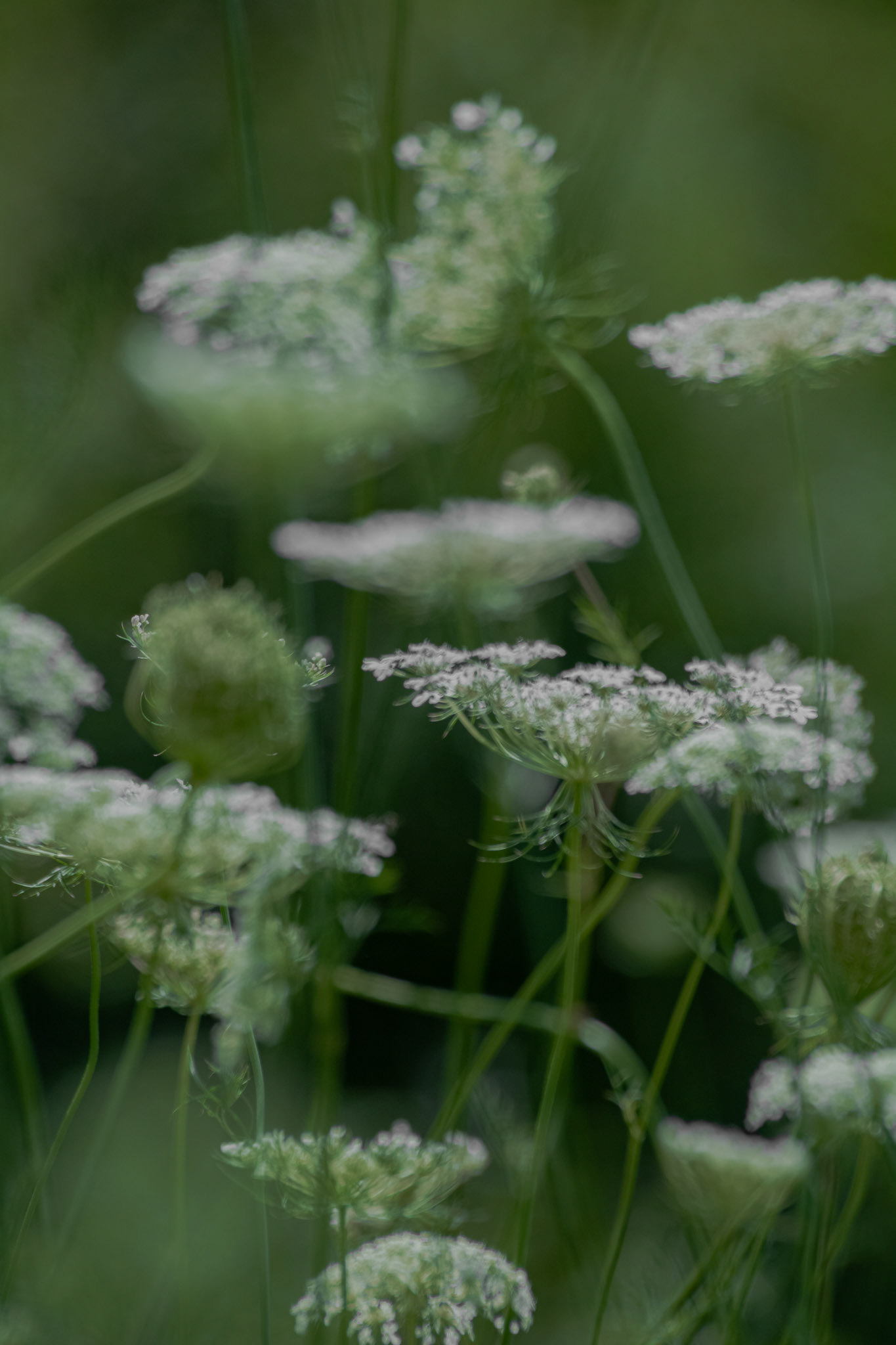 Prefocused. Shot with: Nikon D5200 + Sigma 70-300mm.