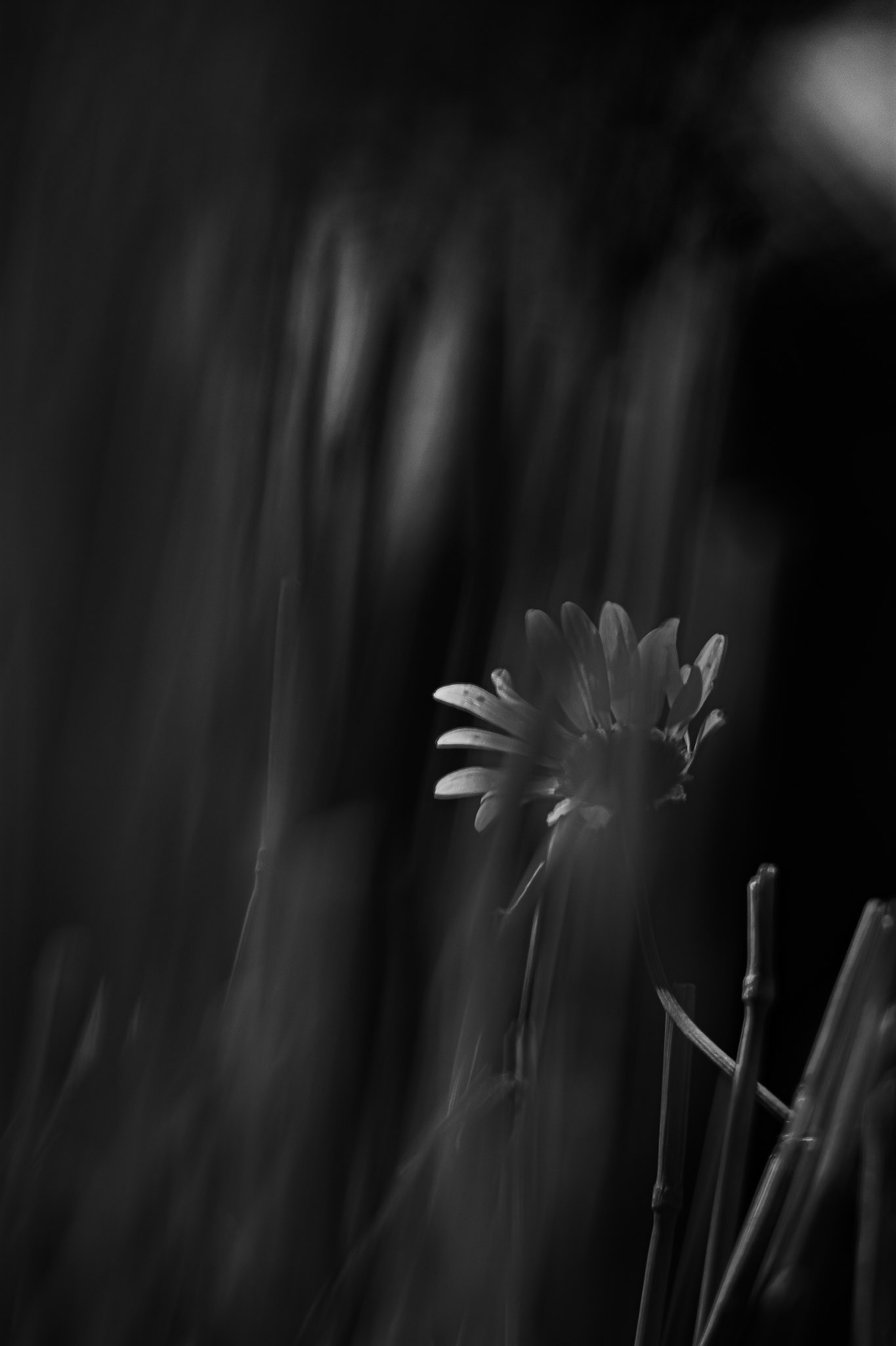 Shot with: Nikon D5200 + Vivitar 85-205mm + Tripod.