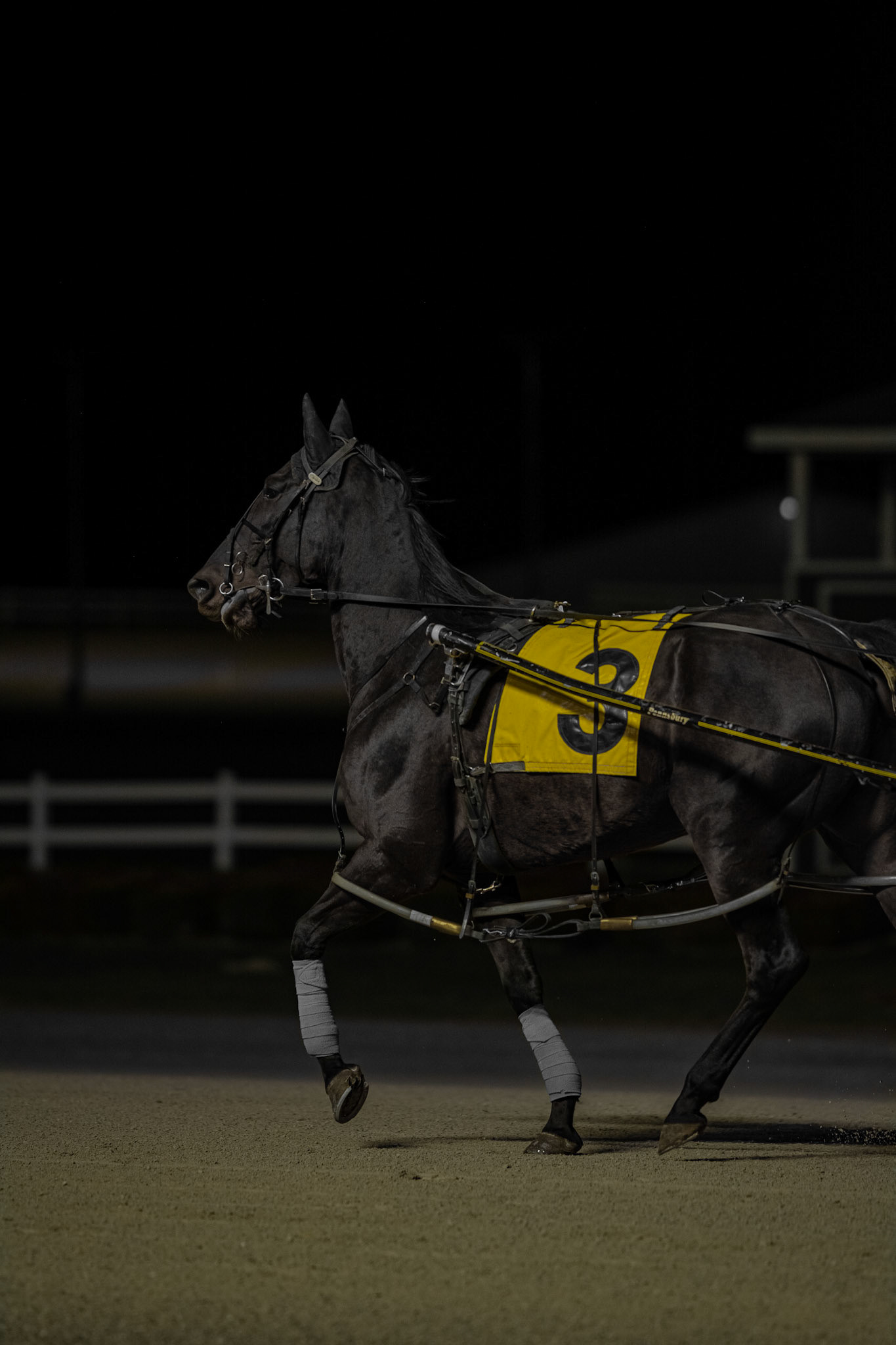 Precision Pony. Shot with: Nikon D5200 + lens borrowed from the Dundas Photography Initiative.