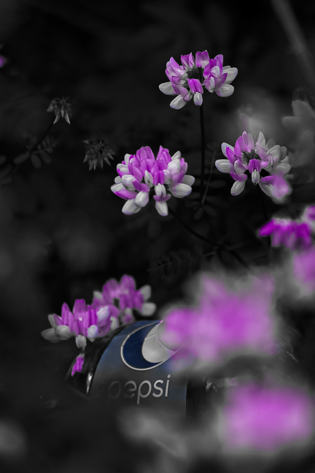 Litter Arrangements. Shot with: Nikon D5200 + Sigma 70-300mm.