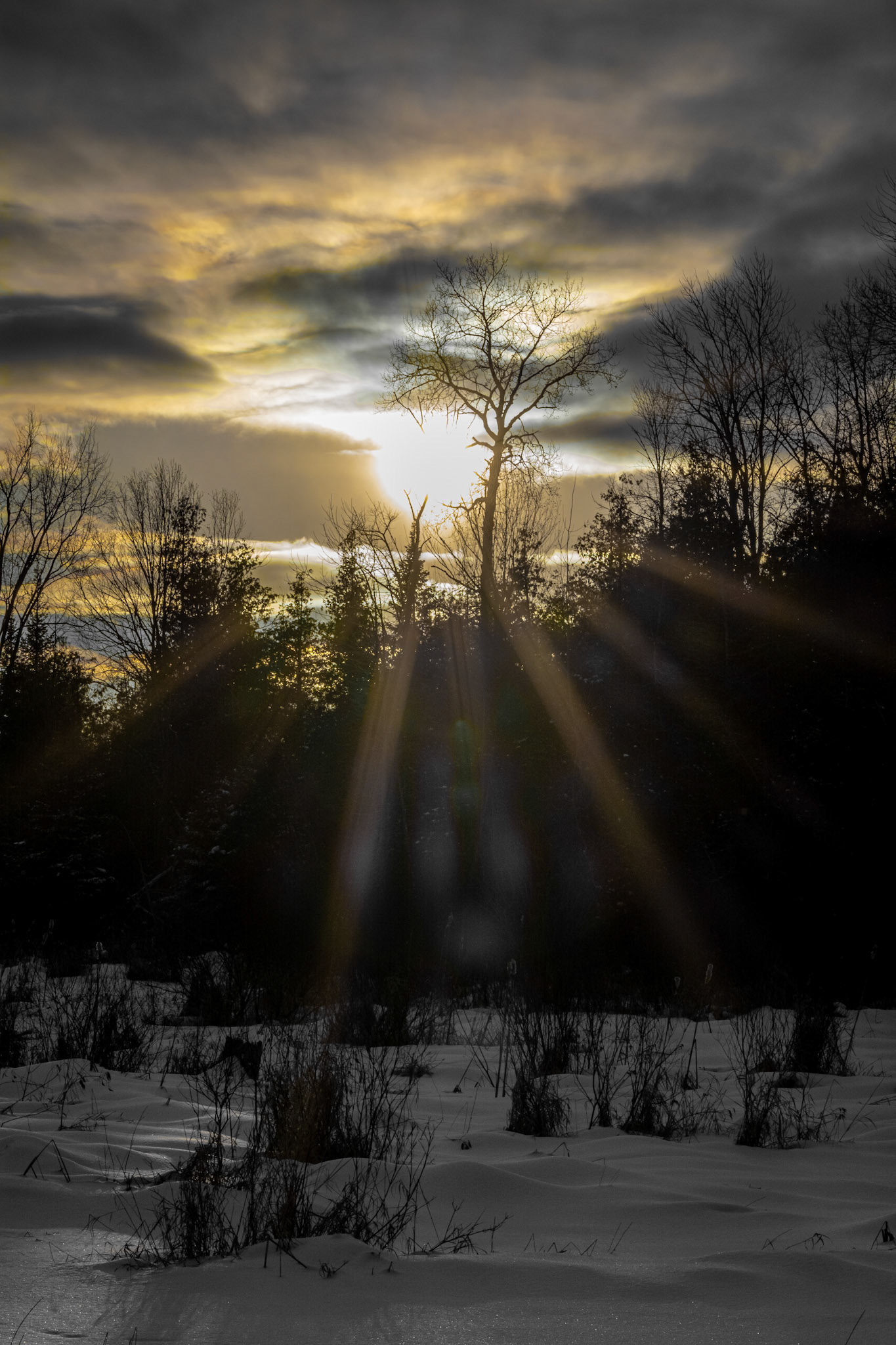 Golden Rays. Shot with: Nikon D5200 + Sigma 70-300mm.