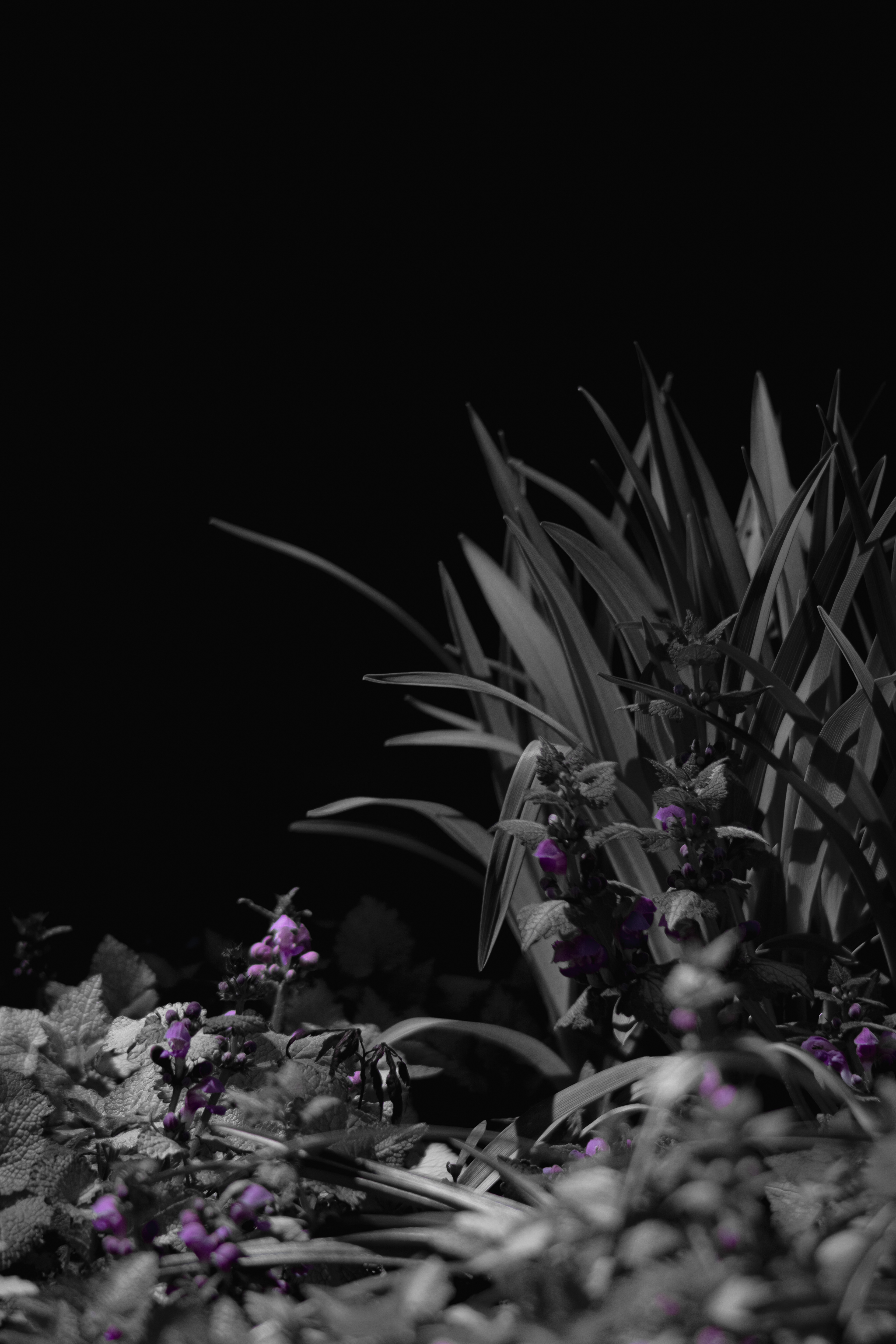 Shot with: Nikon D5200 + Vivitar 85-205mm3.8f.