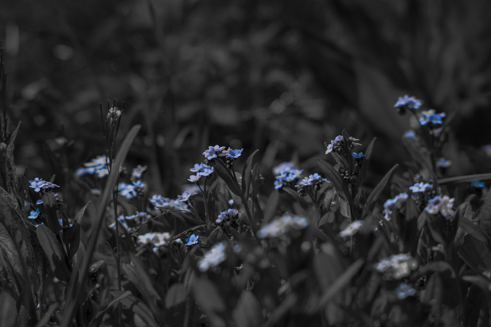 Bluebabies. Shot with: Nikon D5200 + Vivitar 85-205mm.