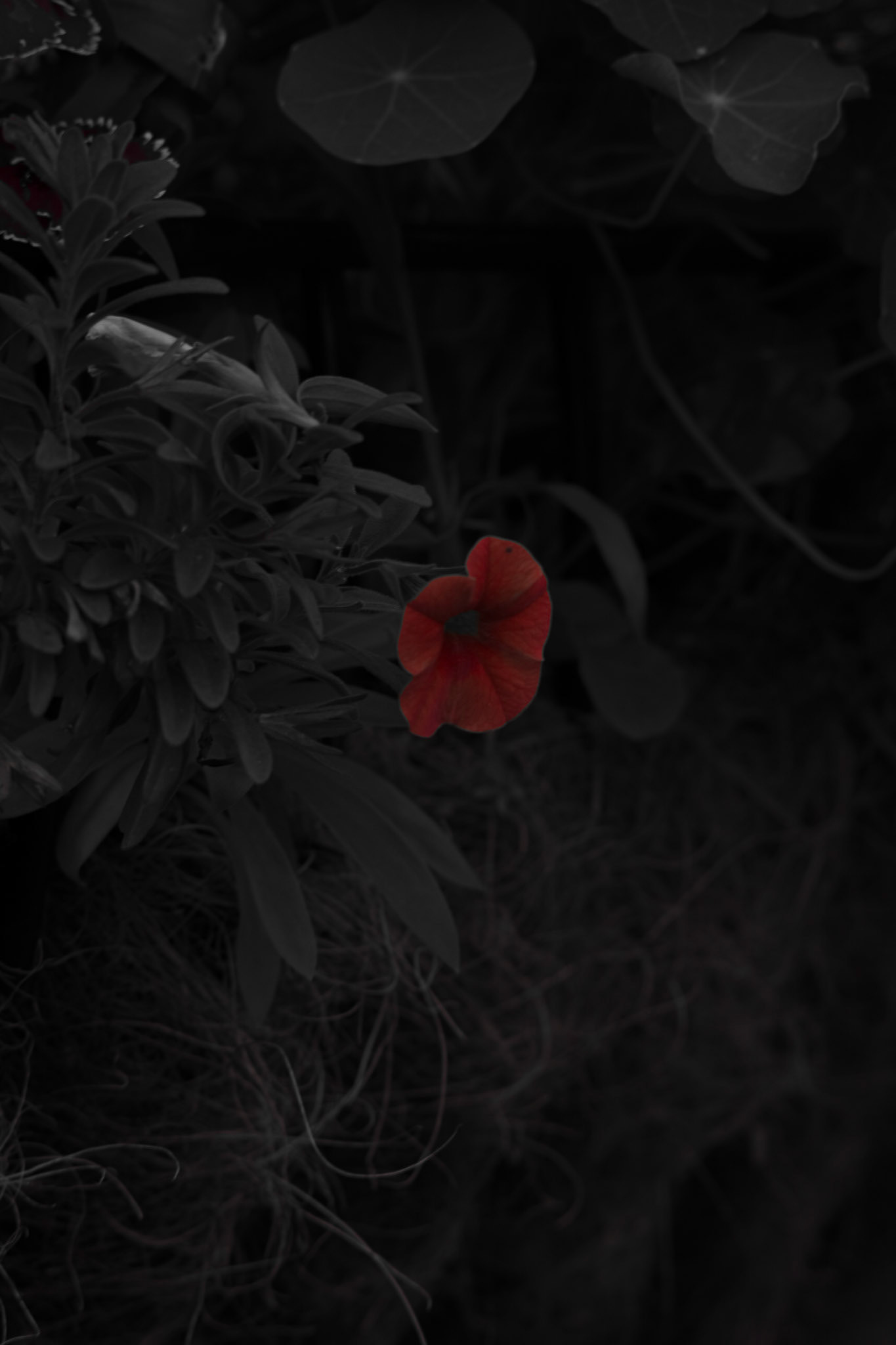 Shot with: Nikon D5200 + Vivitar 85-205mm.