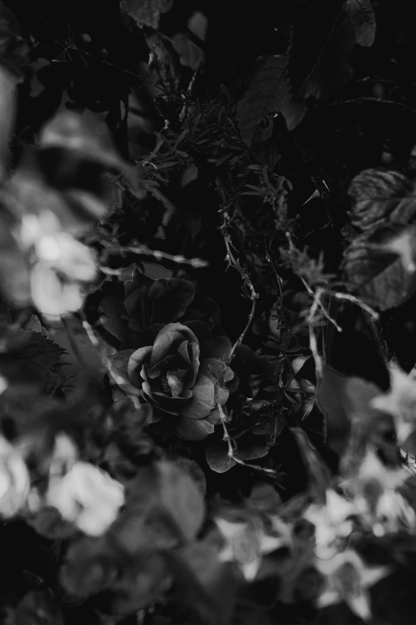 Re(d)fined Rose Bush - Black and White; Shot with: Nikon D5200 + Sigma 70-300mm.