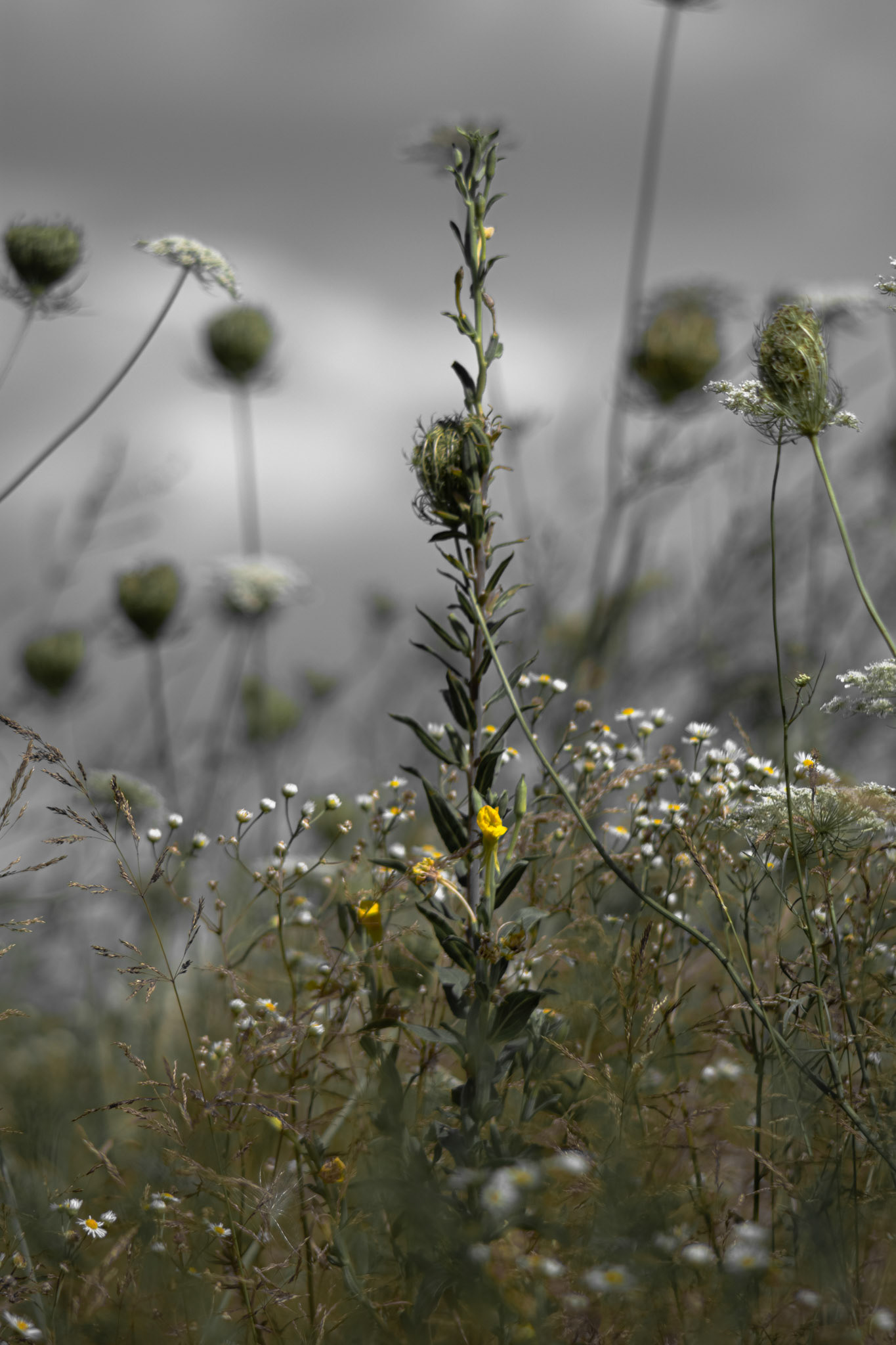 Shot with: Nikon D5200 + Vivitar 85-205mm + Tripod.