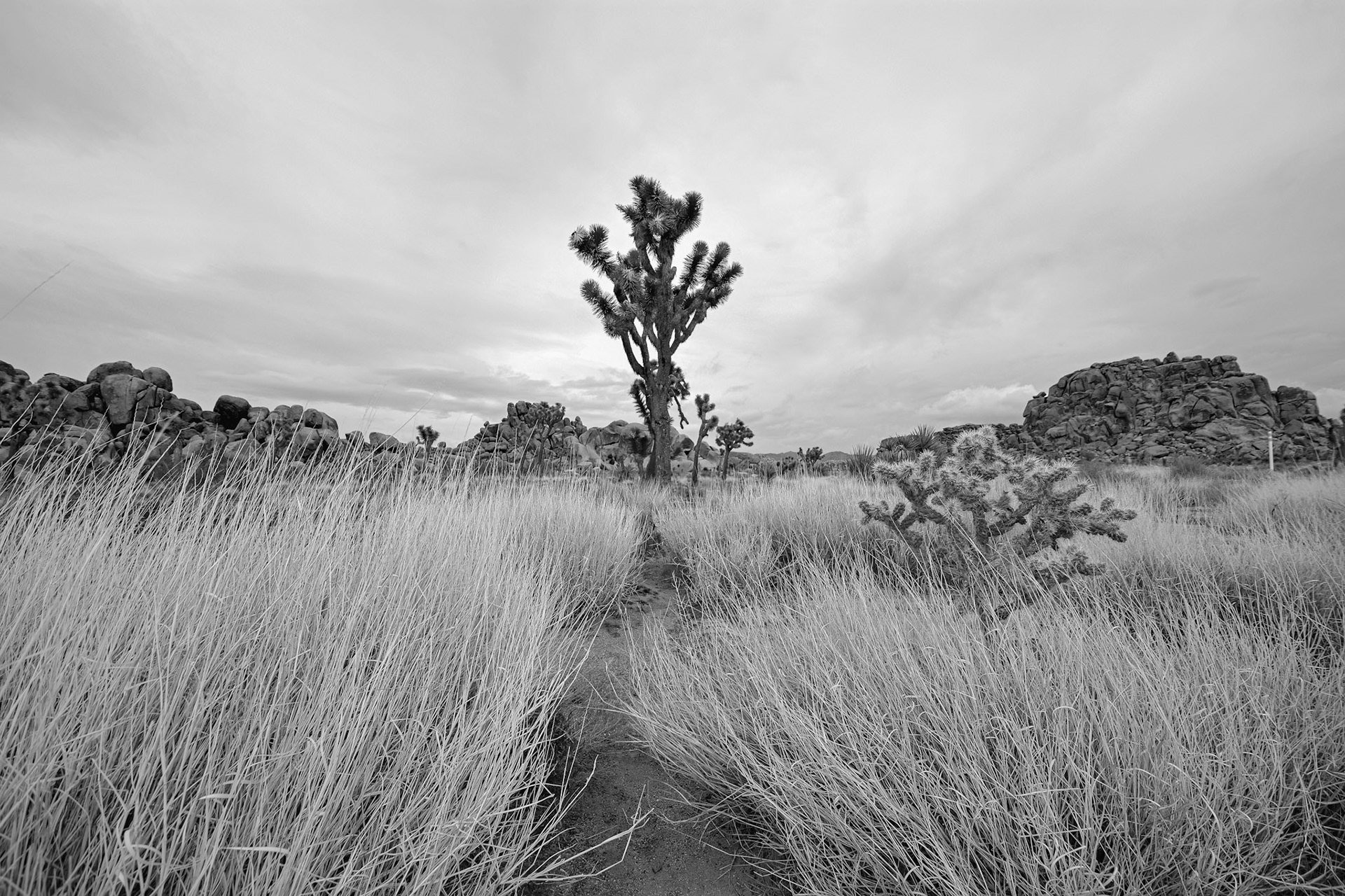 Desert Noasis - Black and White; Shot with: Nikon D5200 + Tamron 10-24mm.