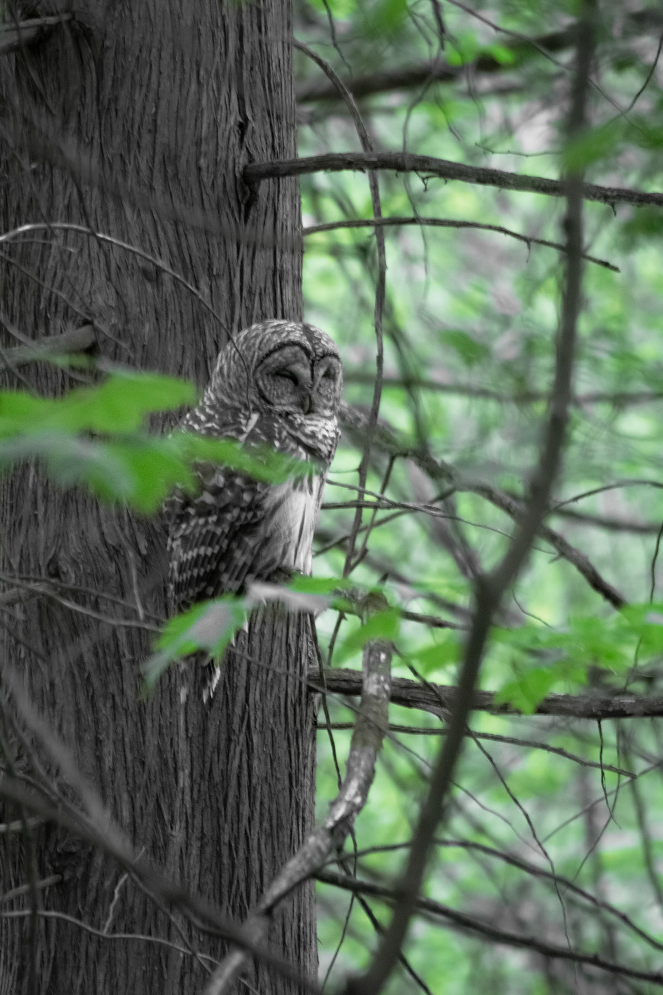 A Hoot of a Capture. Shot with: Nikon D5200 + Sigma 70-300mm.