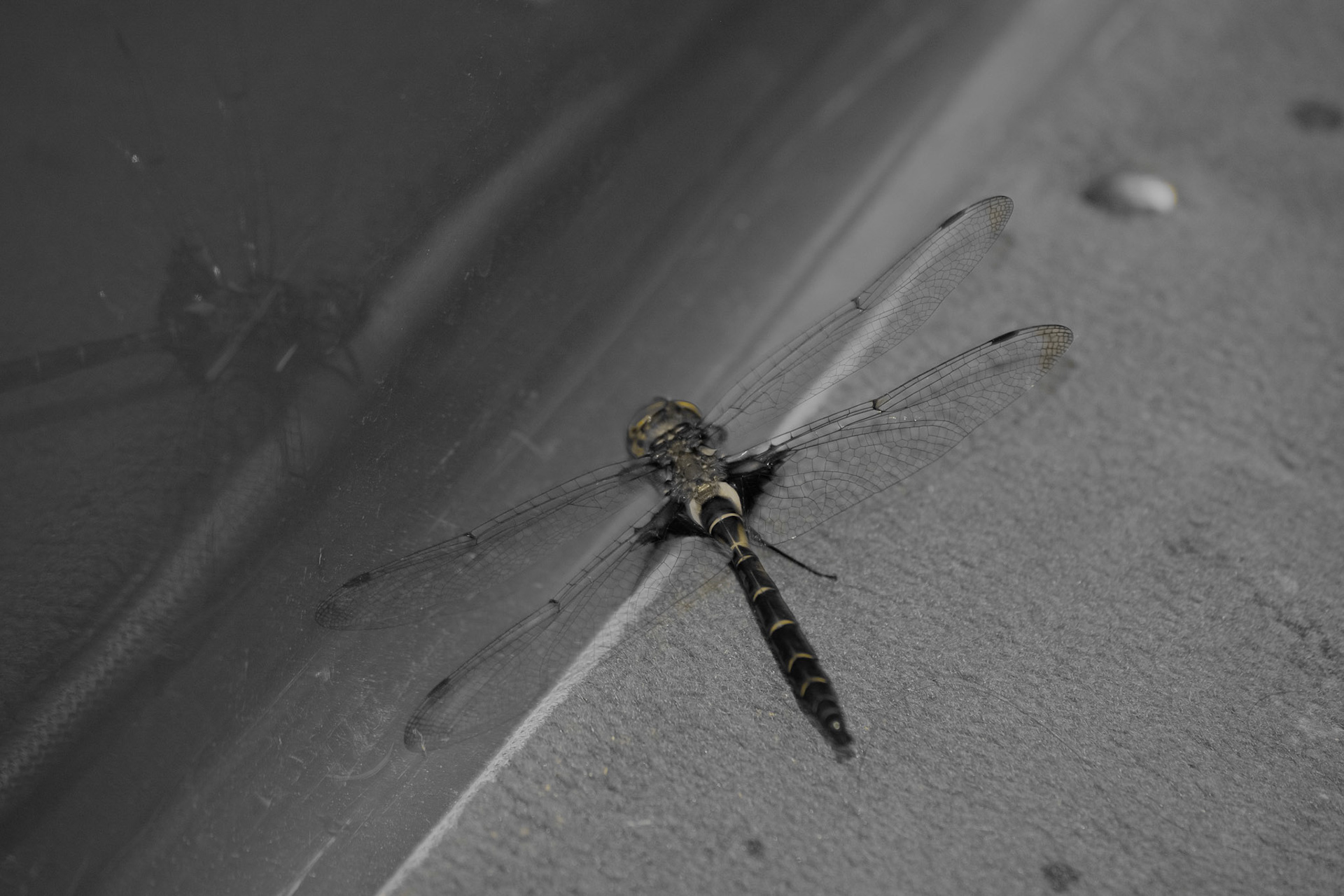 Lucky New Beginning. Shot with: Nikon D5200 + Sigma 70-300mm.