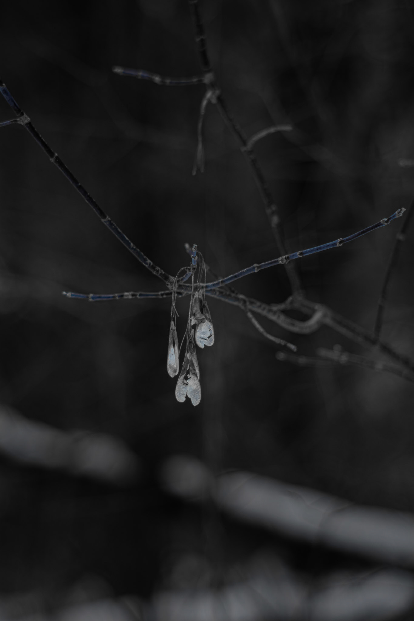 Shot with: Nikon D5200 + Vivitar 85-205mm.