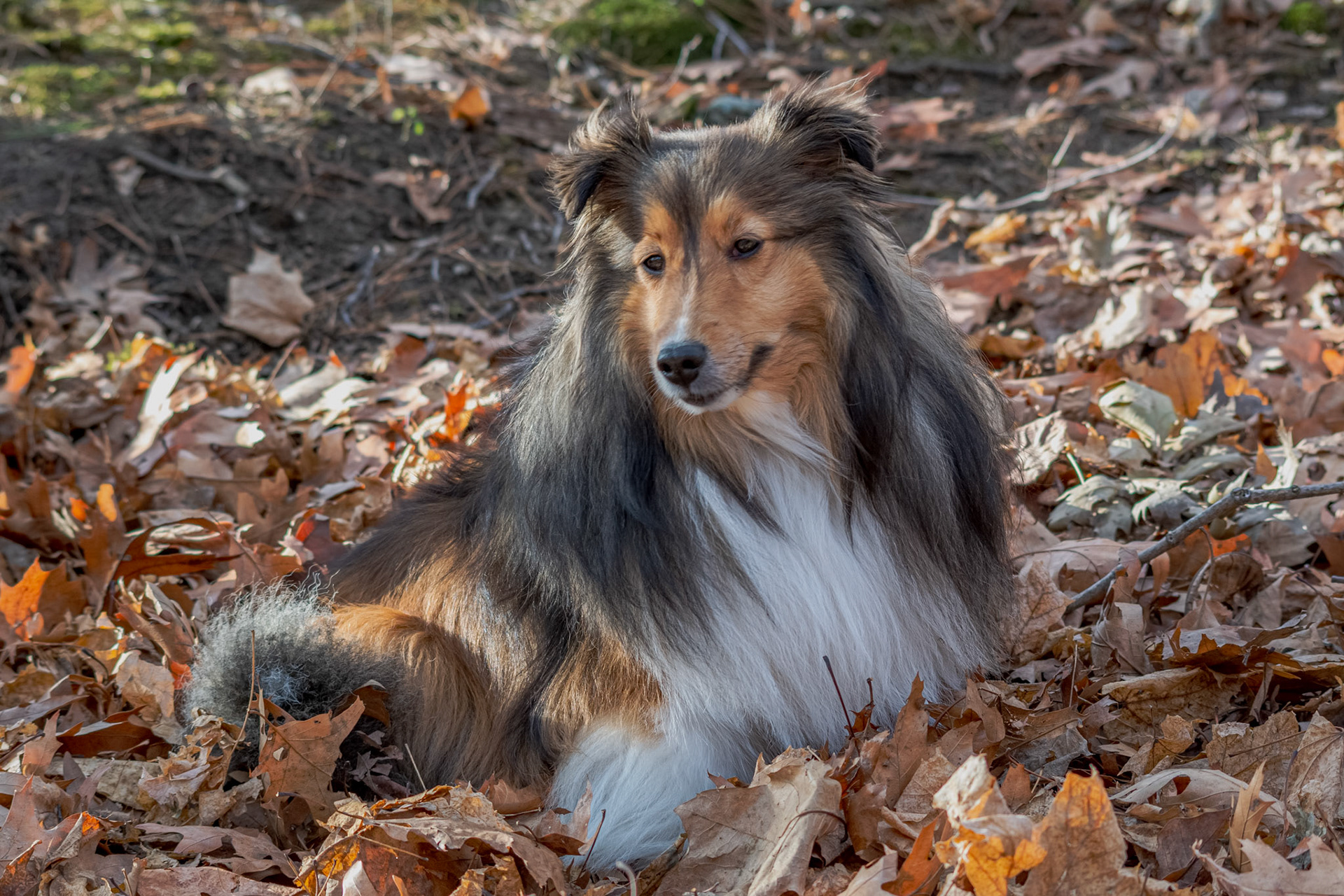Seasonal Sheltie - Full Colour; Shot with: Nikon D5200 + Sigma 70-300mm.