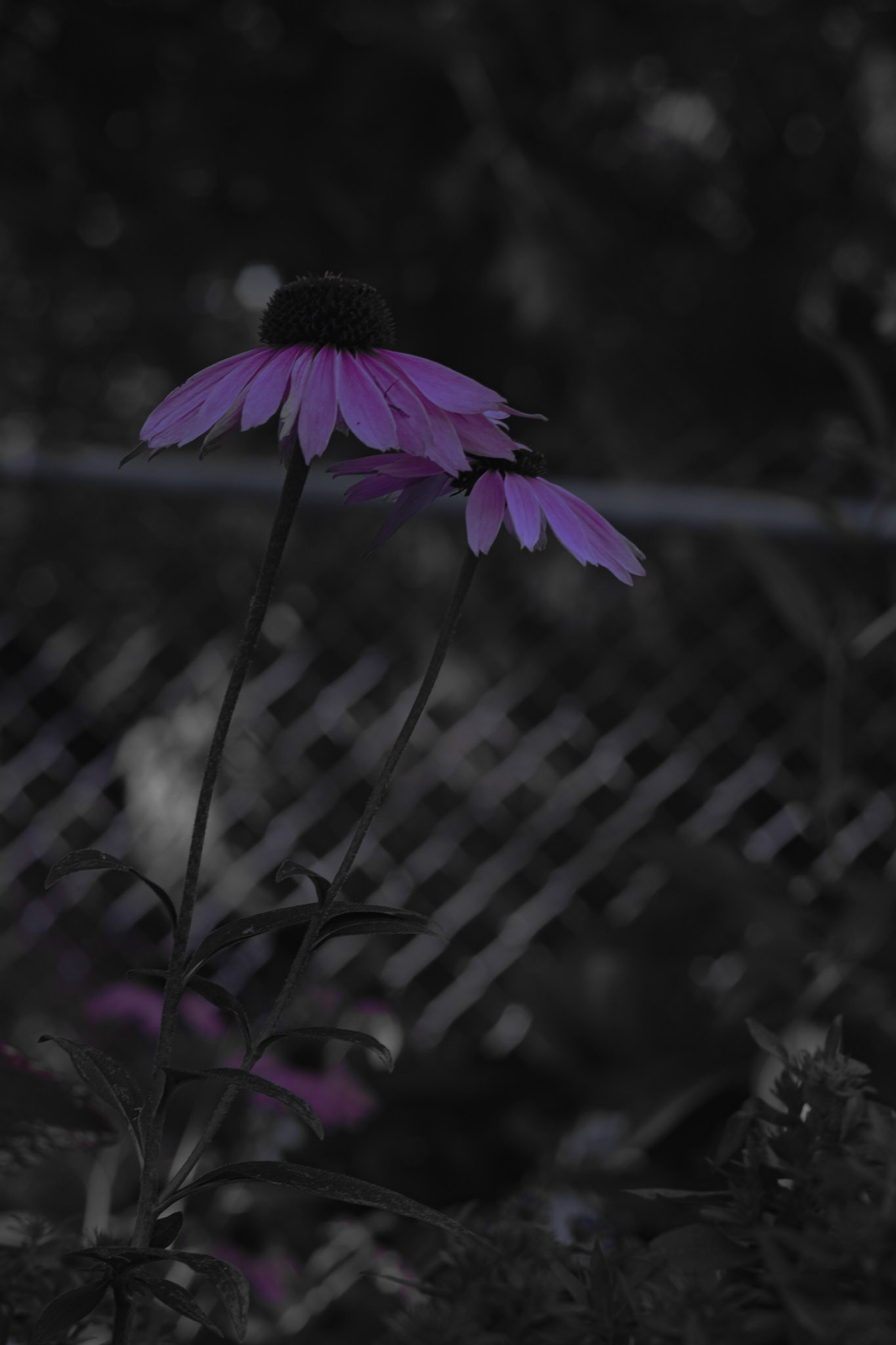 Shot with: Nikon D5200 + Vivitar 85-205mm.