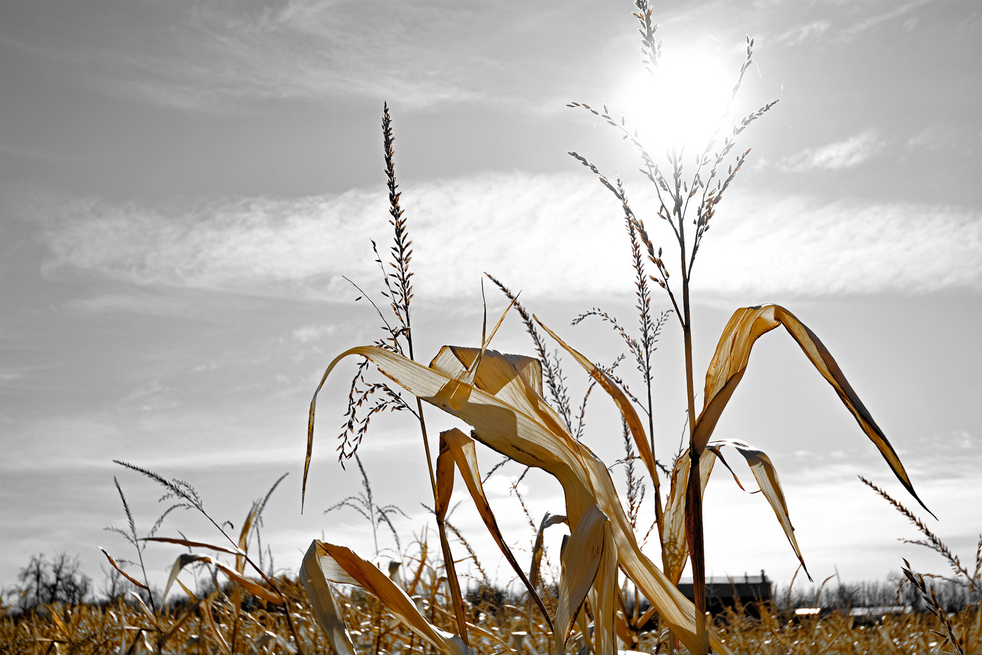 Corn Maze Days. Shot with: Nikon D5200 + Tamron 20-24mm..
