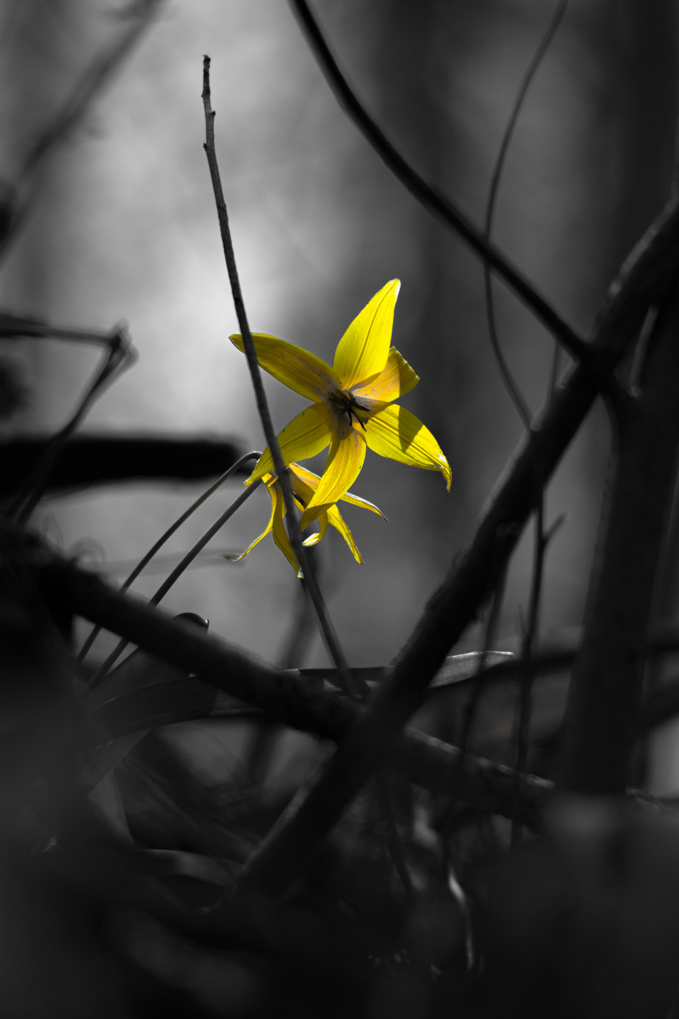 Guarded Glory. Shot with: Nikon D5200 + Vivitar 85-205mm.