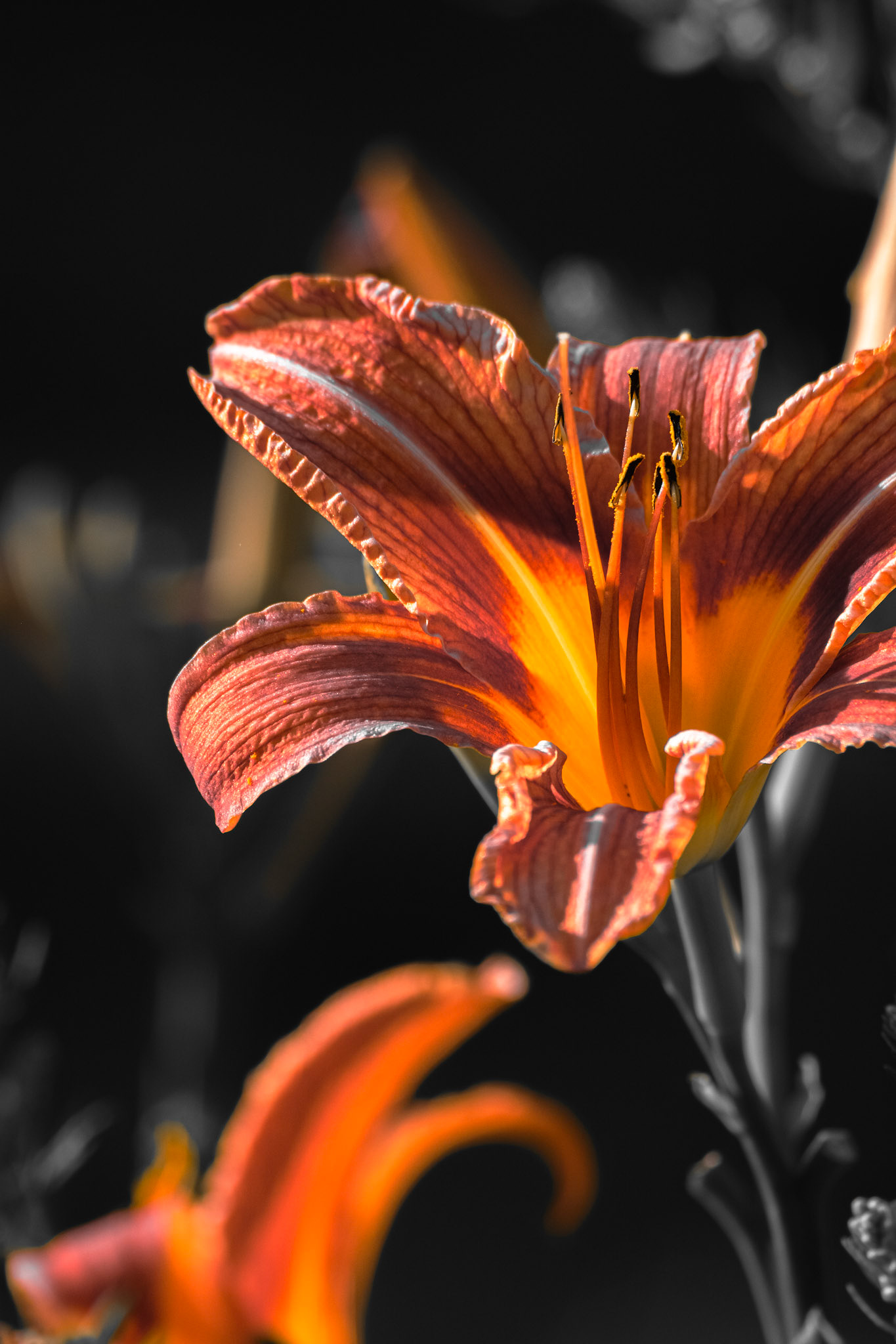 Orange Lillies. Shot with: Nikon D5200 + Sigma 70-300mm.