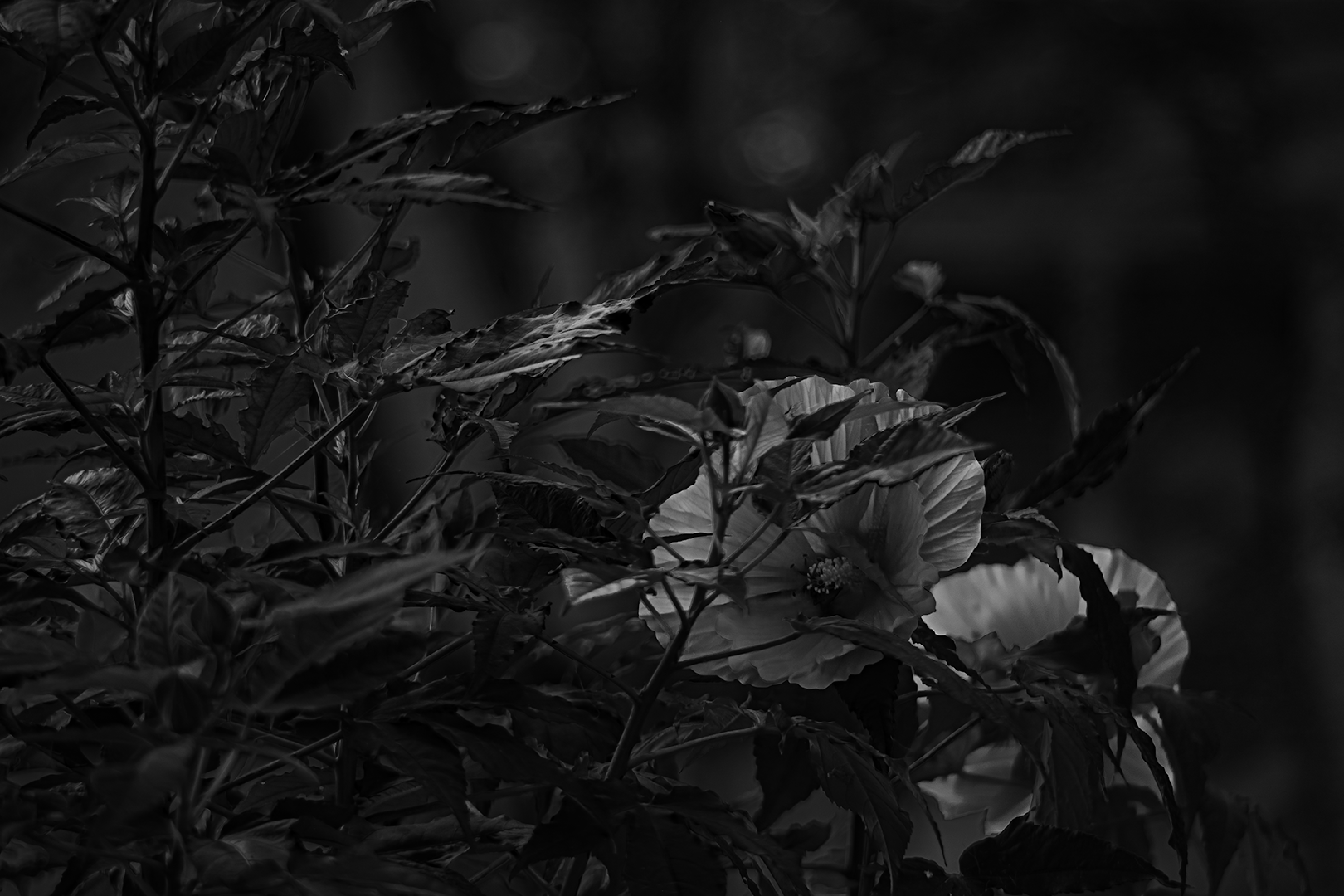Re(d)fined Hibiscus - Black and White; Shot with: Nikon D5200 + Vivitar 85-205mm + Tripod.