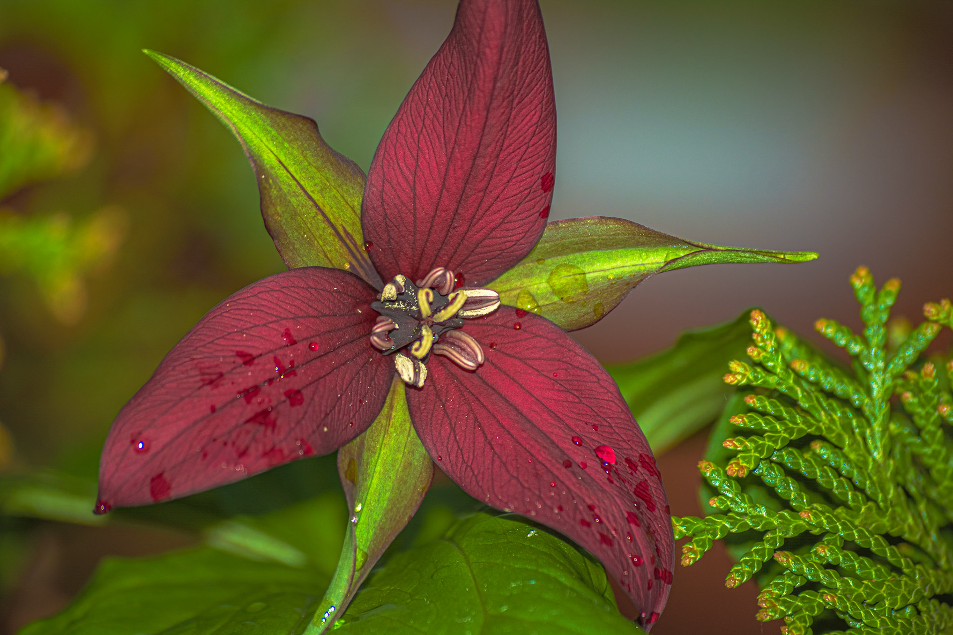 Re(d)fined Trillium - Full Colour; Shot with: Nikon D5200 + Sigma 70-300mm.