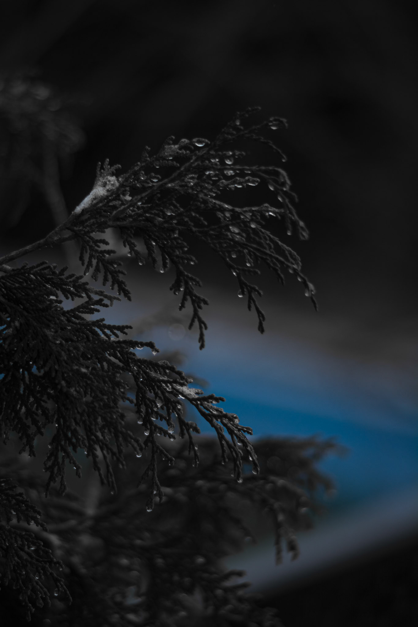 Shot with: Nikon D5200 + Vivitar 85-205mm (3.8f)