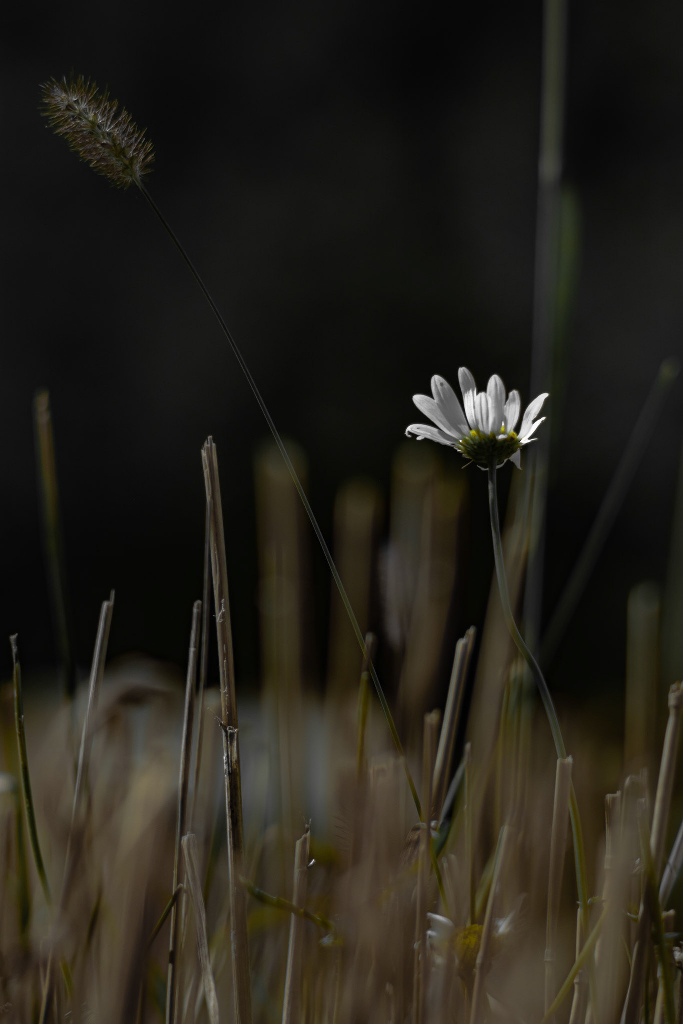 Shot with: Nikon D5200 + Vivitar 85-205mm + Tripod.
