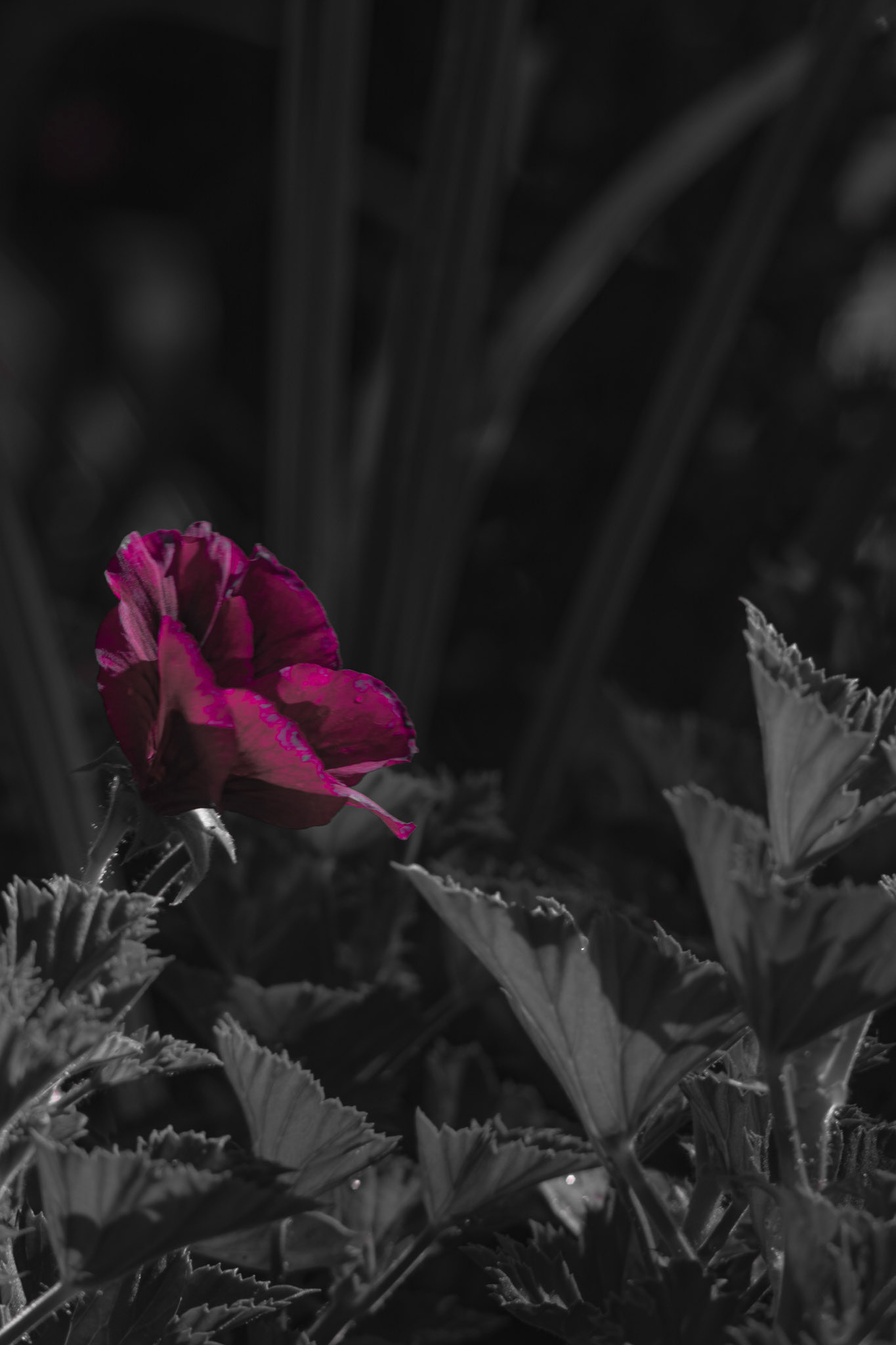 Shot with: Nikon D5200 + Vivitar 85-205mm.