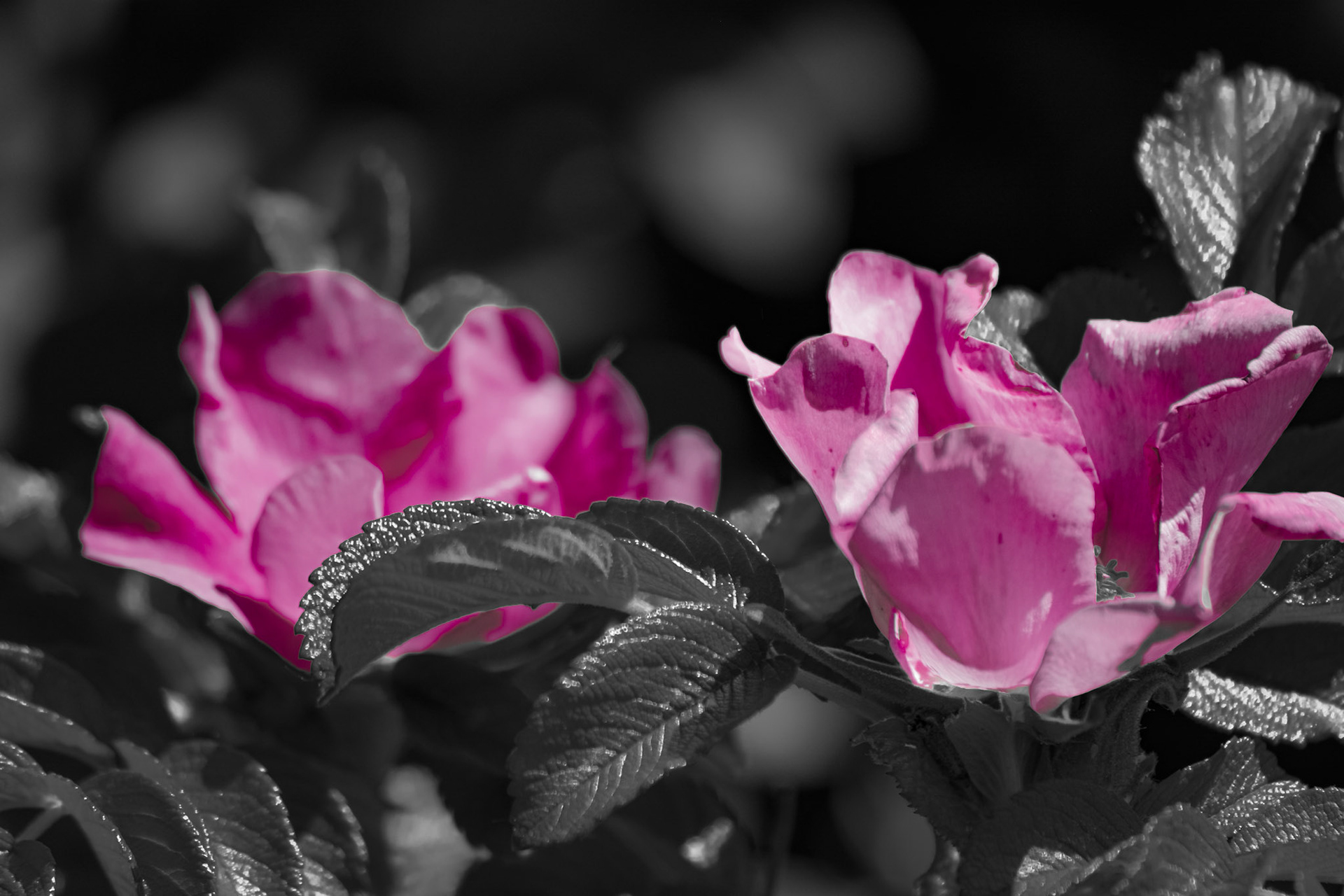 Rose-y Couple. Shot with: Nikon D5200 + Sigma 70-300mm.