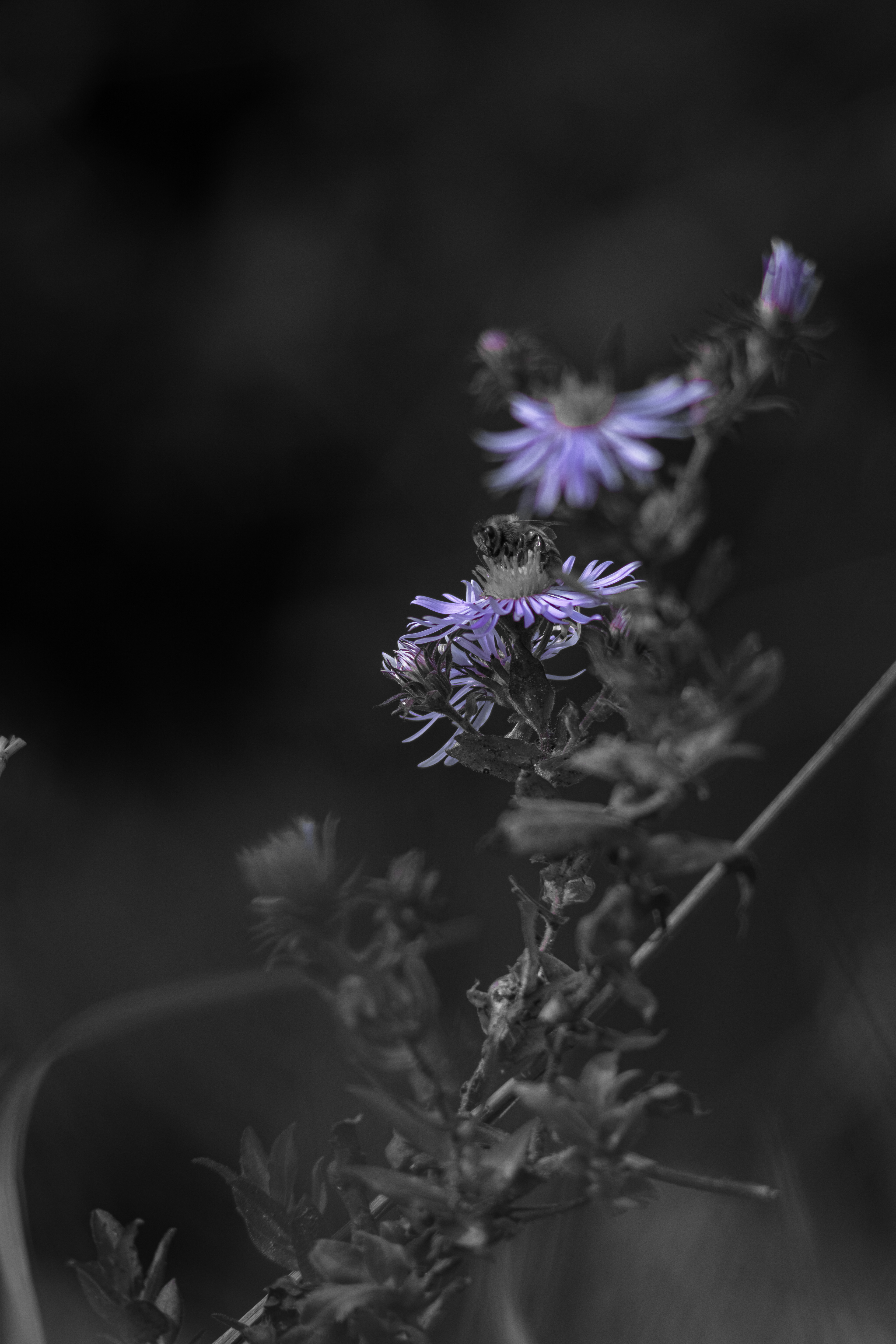 My Best (p). Shot with: Nikon D5200 + Vivitar 85-205mm.