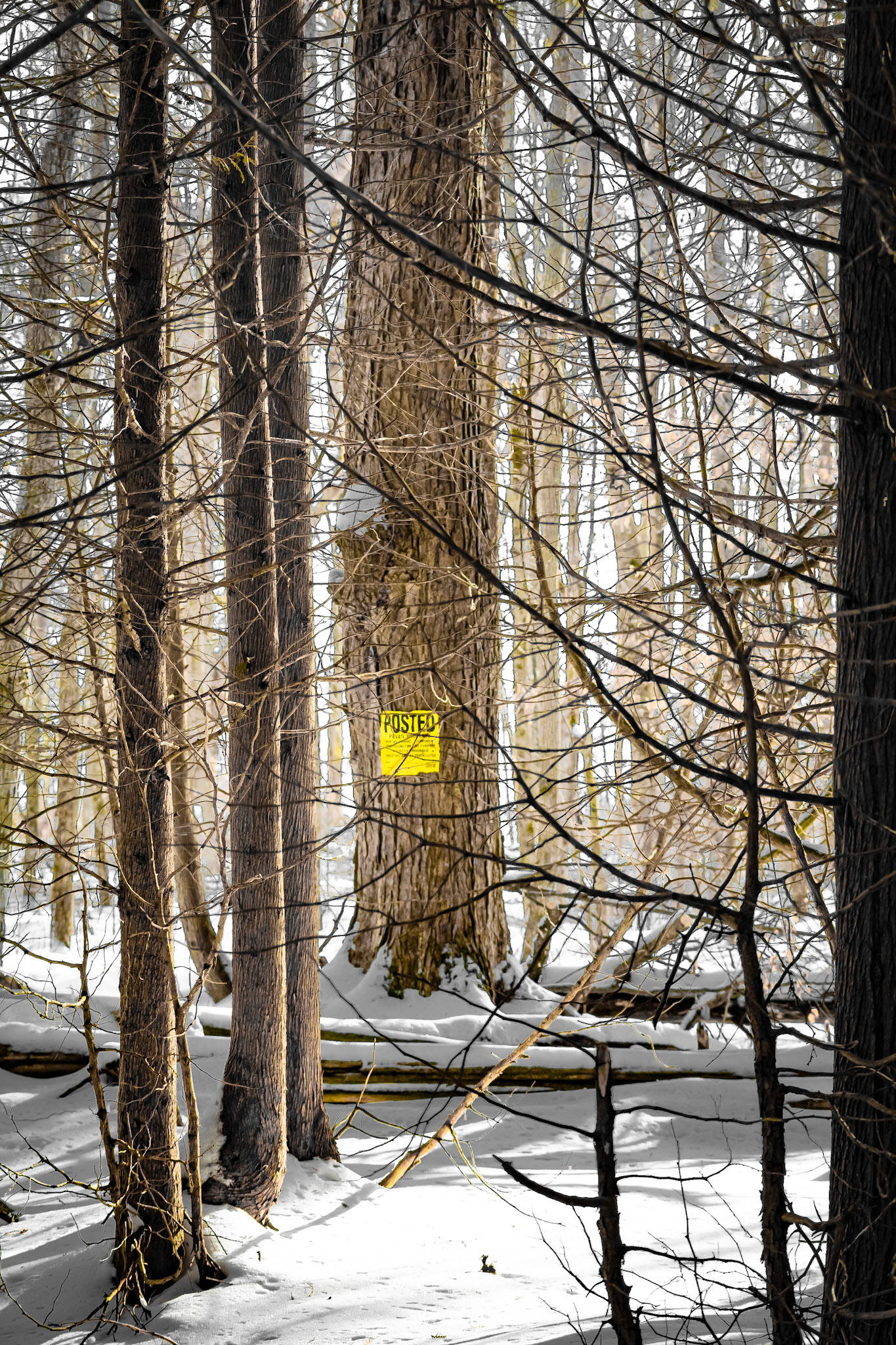 Golden Forest Glow - Yellow Pop; Shot with: Nikon D5200 + Sigma 70-300mm.