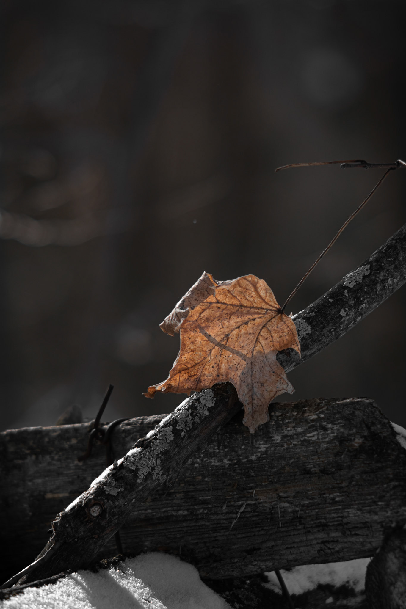 Shot with: Nikon D5200 + Vivitar 85-205mm3.8f.