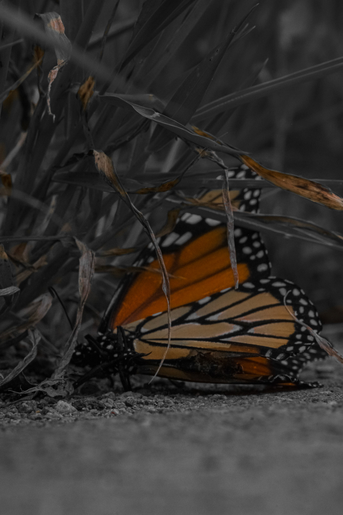 Carcass Quarters. Shot with: Nikon D5200 + Sigma 70-300mm. 