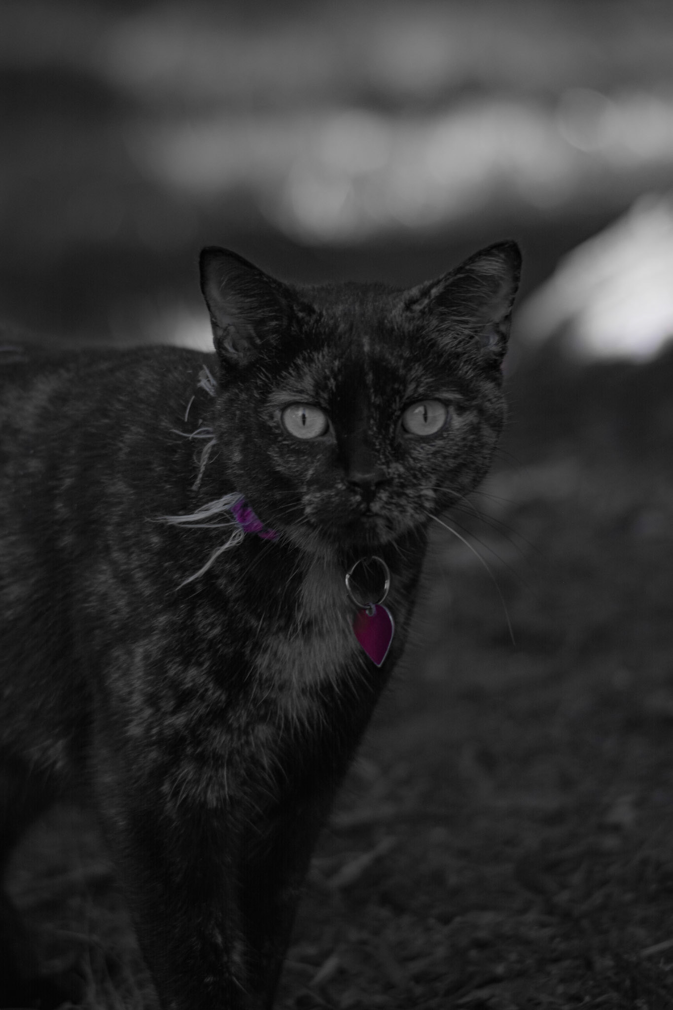 Sad Kitty; Little Ball of Fur. Shot with: Nikon D5200 + Vivitar 85-205mm.