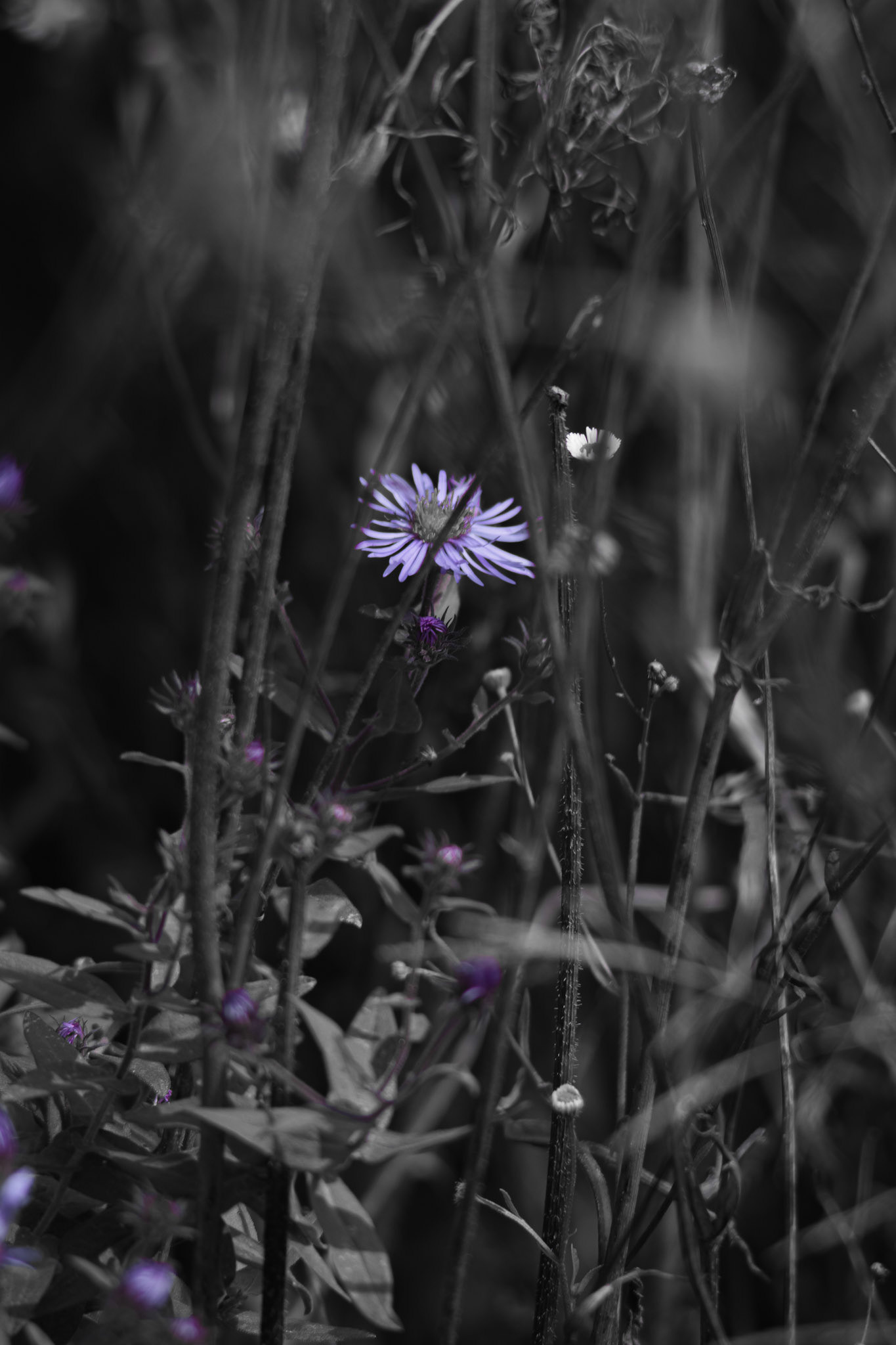 Purple Pick. Shot with: Nikon D5200 + Vivitar 85-205mm.
