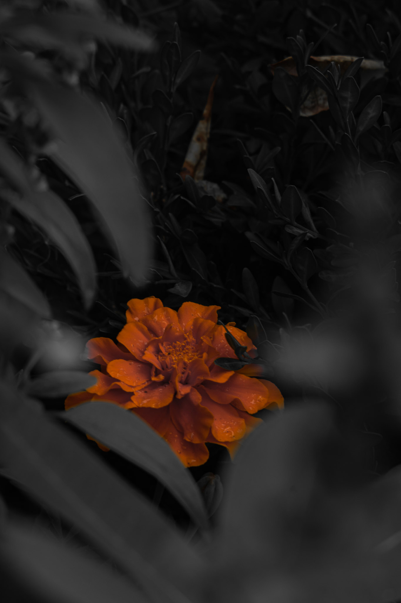 My Precious. Shot with: Nikon D5200 + Vivitar 85-205mm.