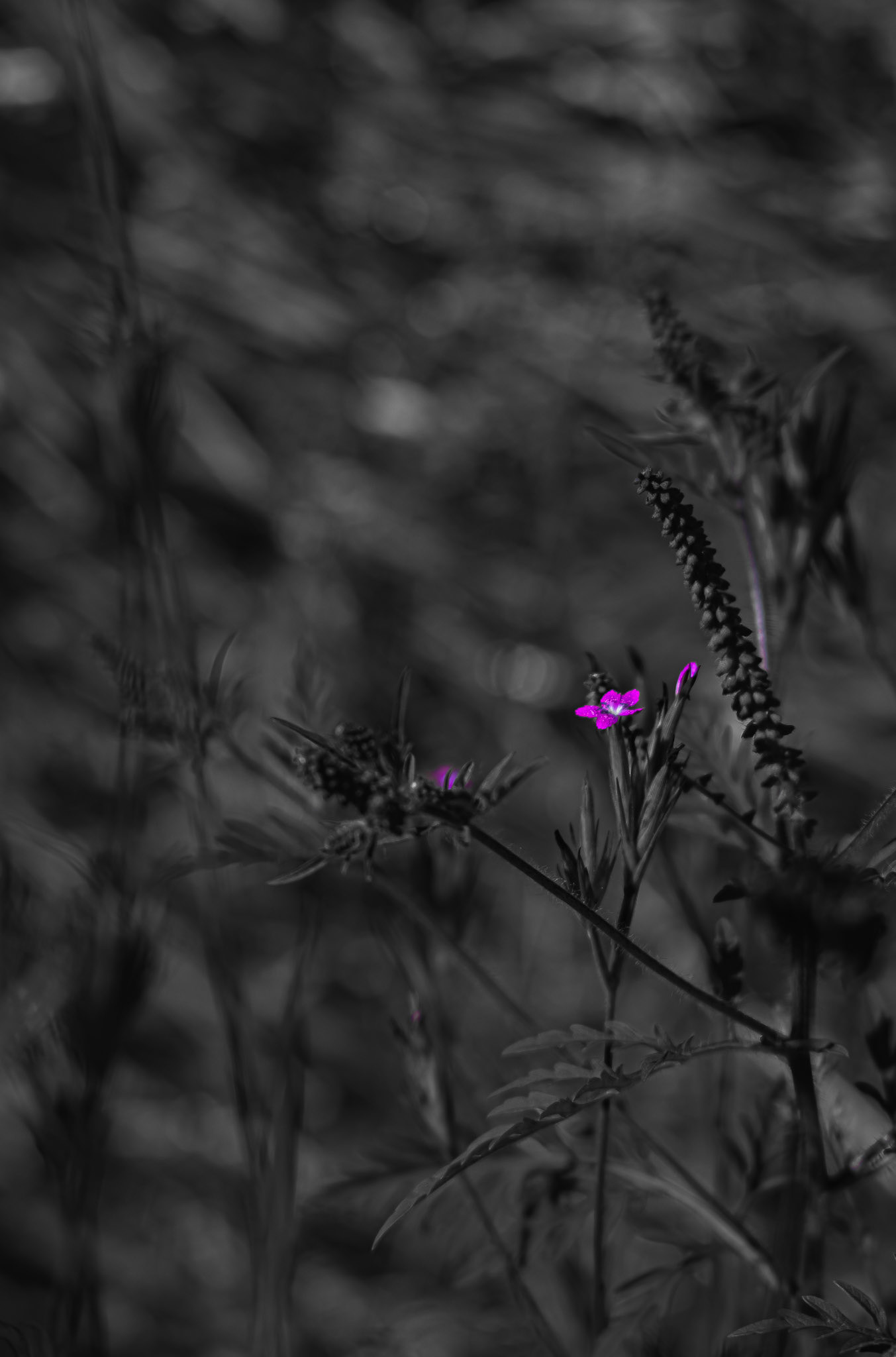 Shot with: Nikon D5200 + Vivitar 85-205mm + Tripod.