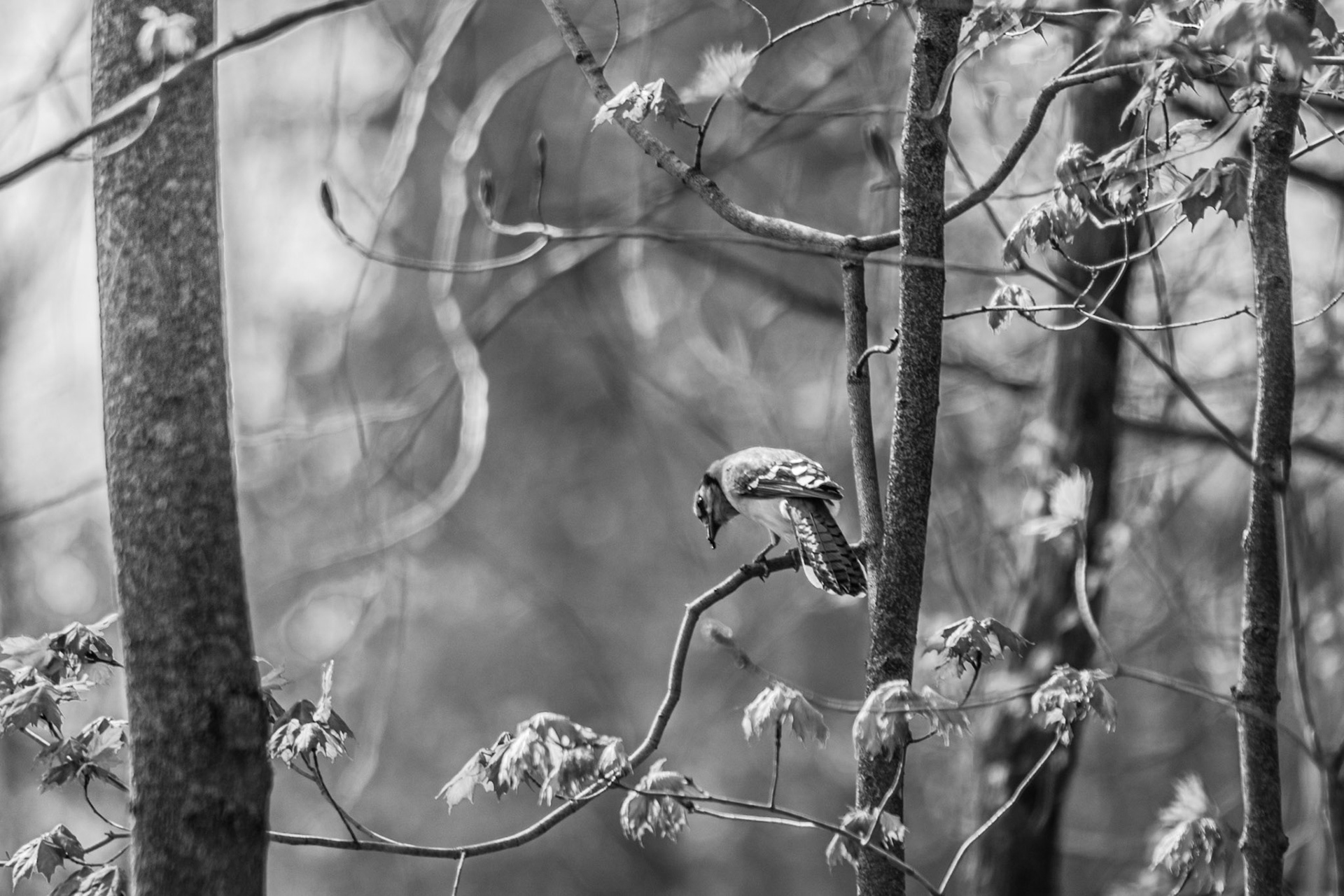 Blue Jay Frame - Black and White; Shot with: Nikon D5200 + Sigma 70-300mm.