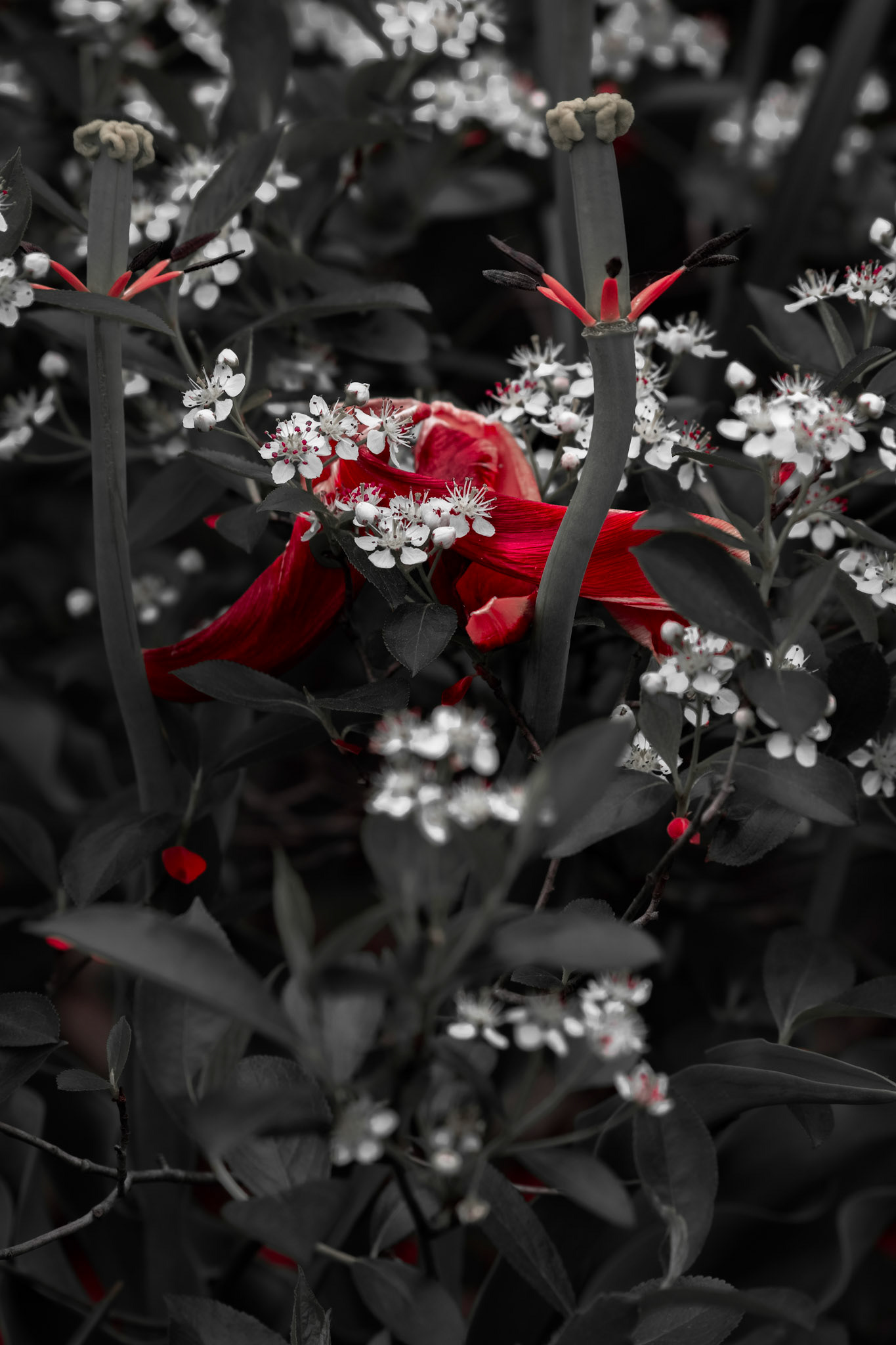 Tulip Tango. Shot with: Nikon D5200 + Sigma 70-300mm.