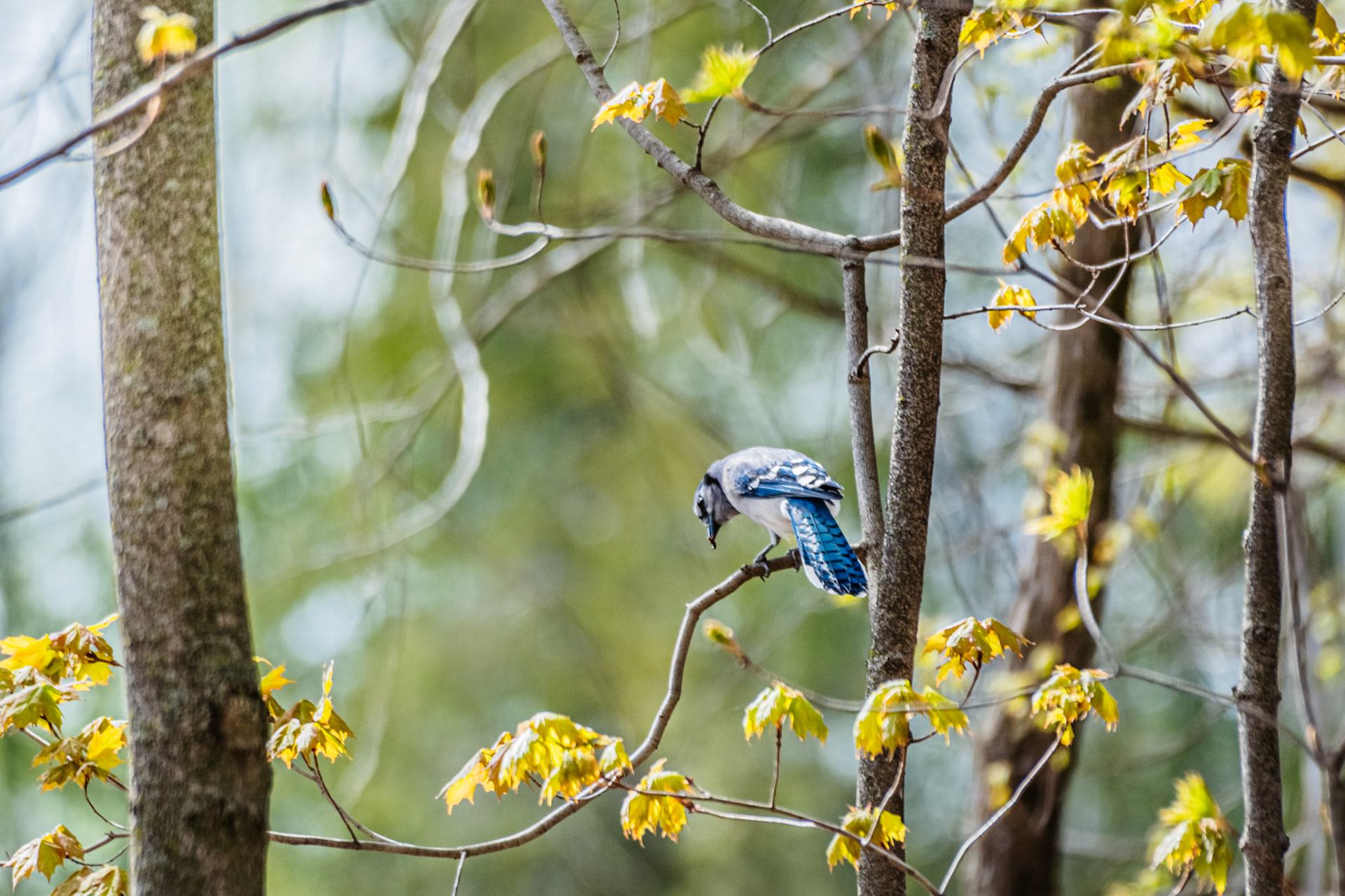 Blue Jay Frame - Full Colour; Shot with: Nikon D5200 + Sigma 70-300mm.