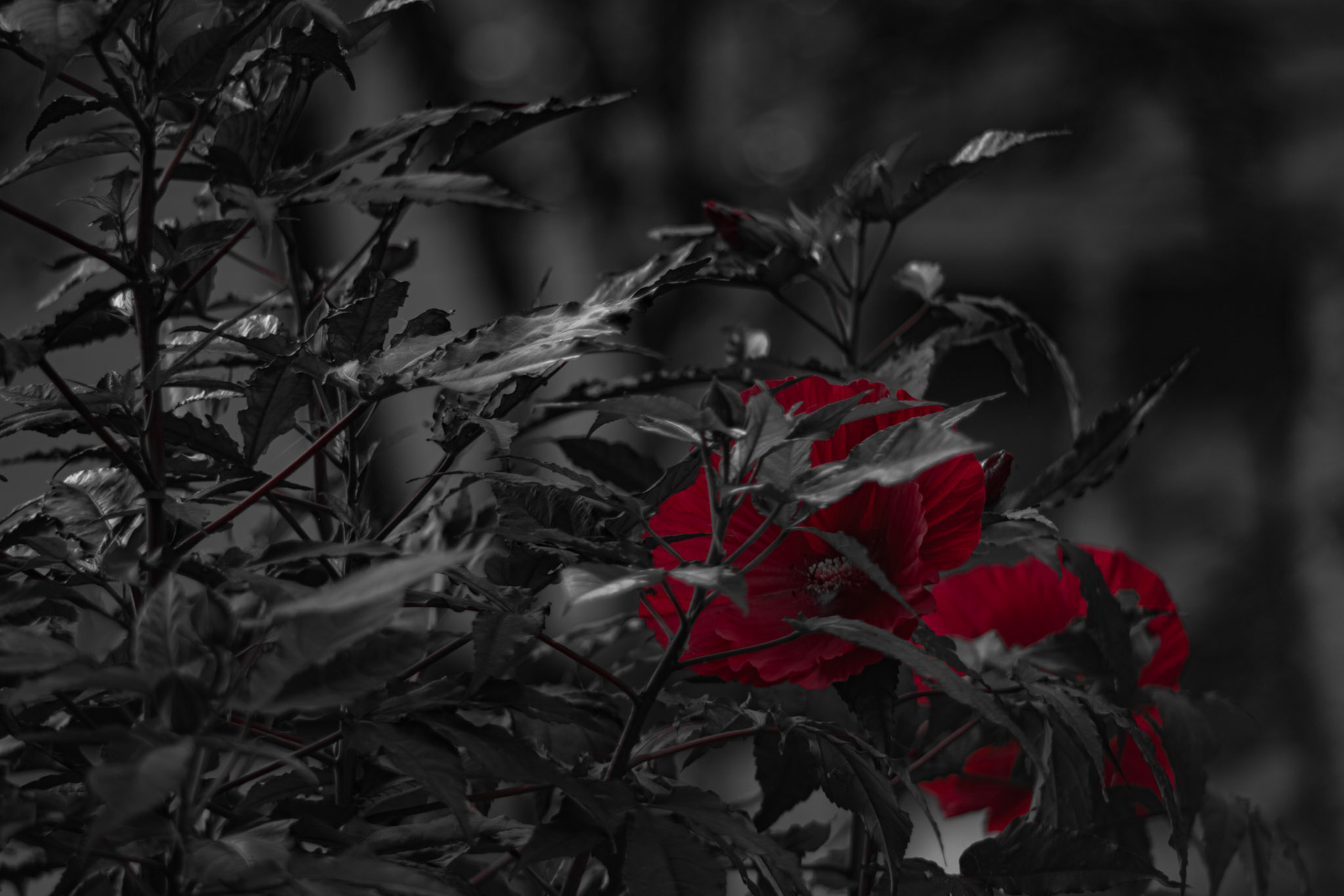 Re(d)fined Hibiscus - Red Pop; Shot with: Nikon D5200 + Vivitar 85-205mm + Tripod.