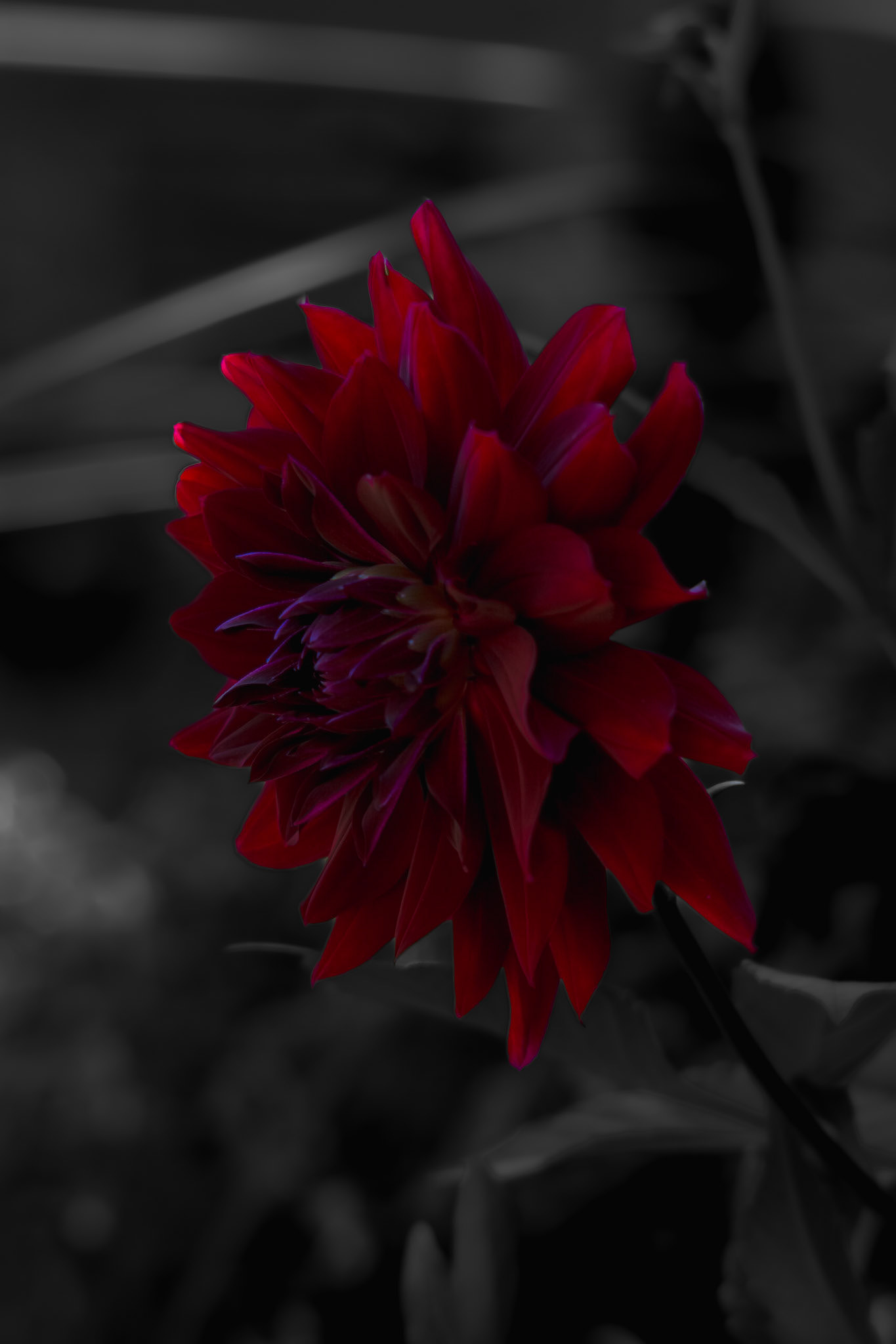 Garden Glory. Shot with: Nikon D5200 + Vivitar 85-205mm. 