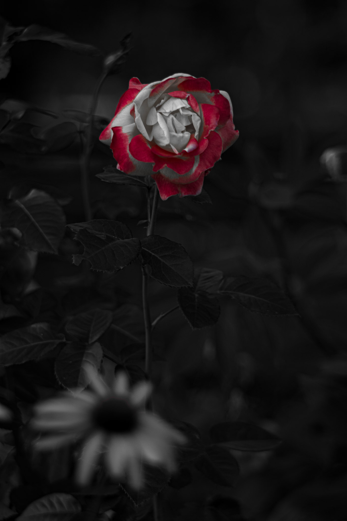 Re(d)fined Rose - Red Pop; Shot with: Nikon D5200 + Vivitar 85-205mm.