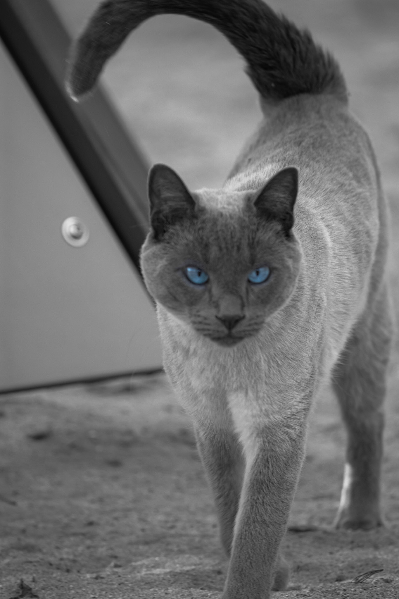 Cat's Eye Glare. Shot with: Nikon D5200 + Sigma 70-300mm.