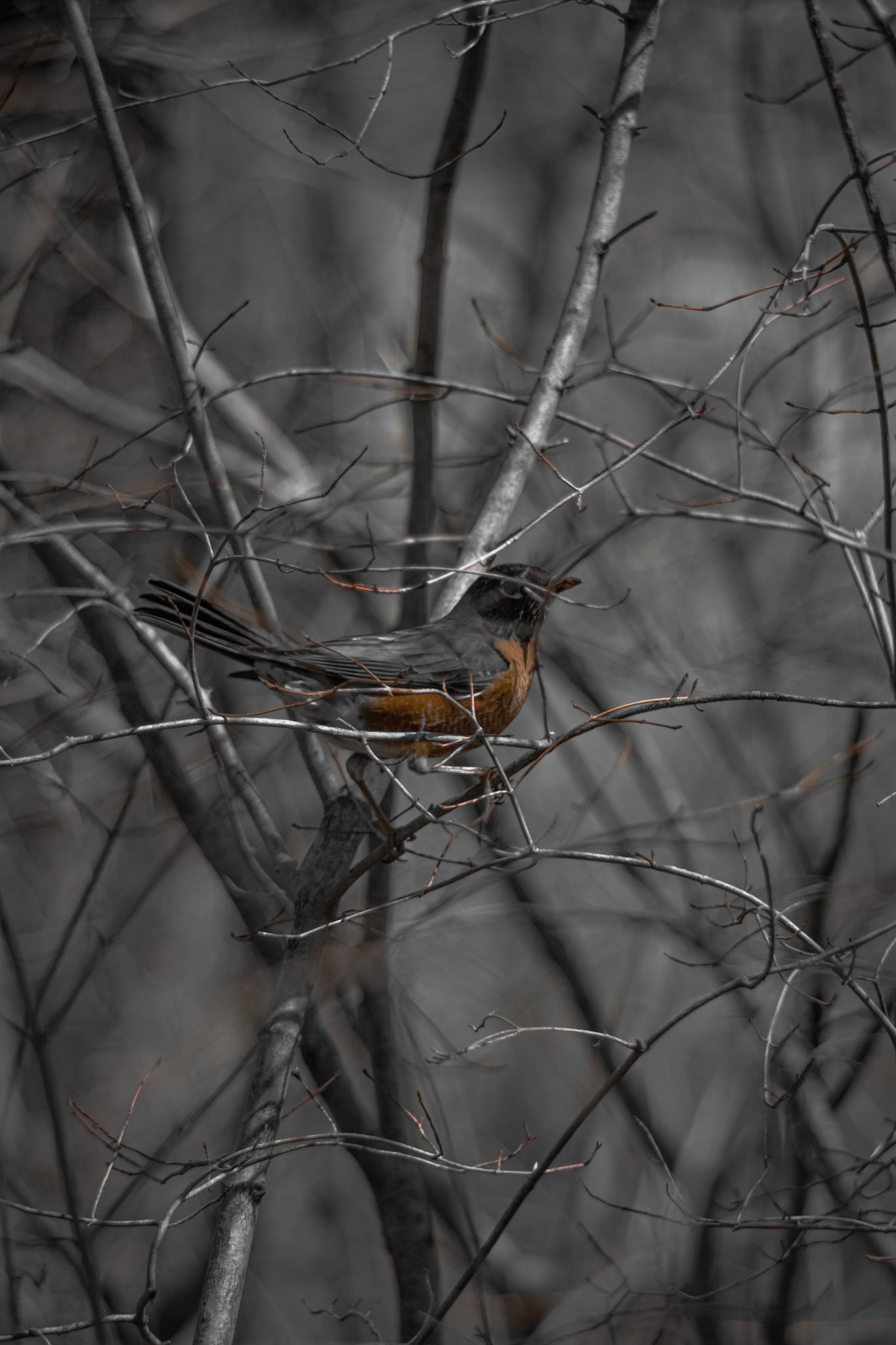 Spring Signals. Shot with: Nikon D5200 + Vivitar 85-205mm. 