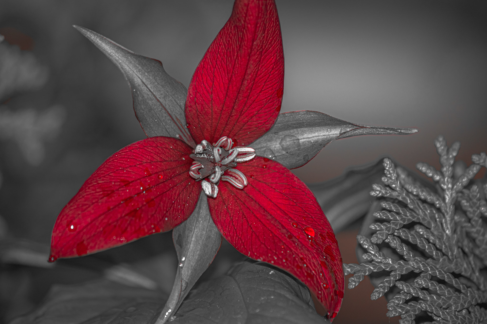 Re(d)fined Trillium - Red Pop; Shot with: Nikon D5200 + Sigma 70-300mm.